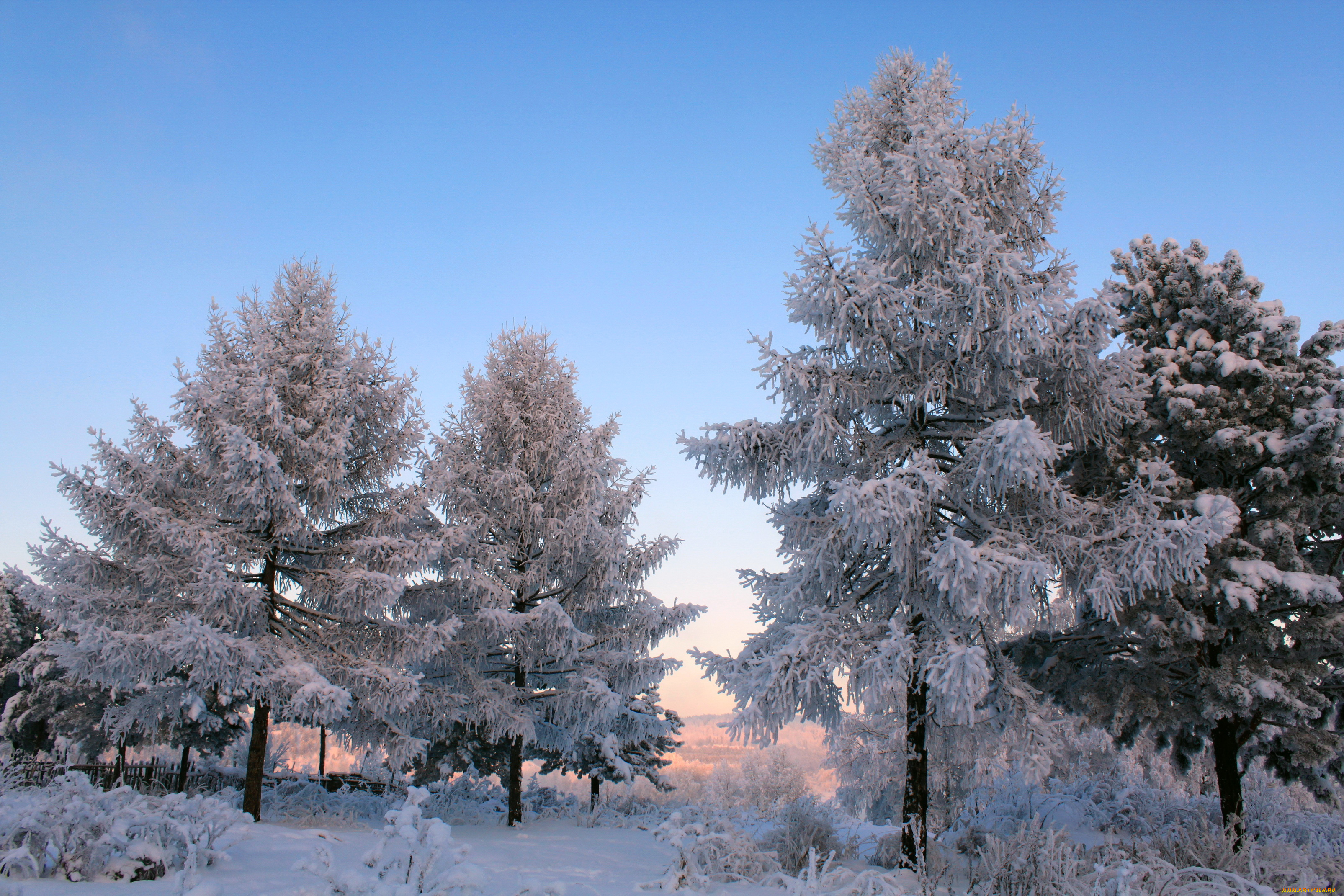 природа, зима, снег, деревья