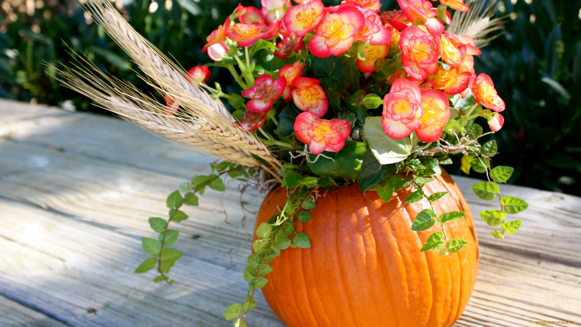 цветы, букеты, , композиции, бегония, колосок