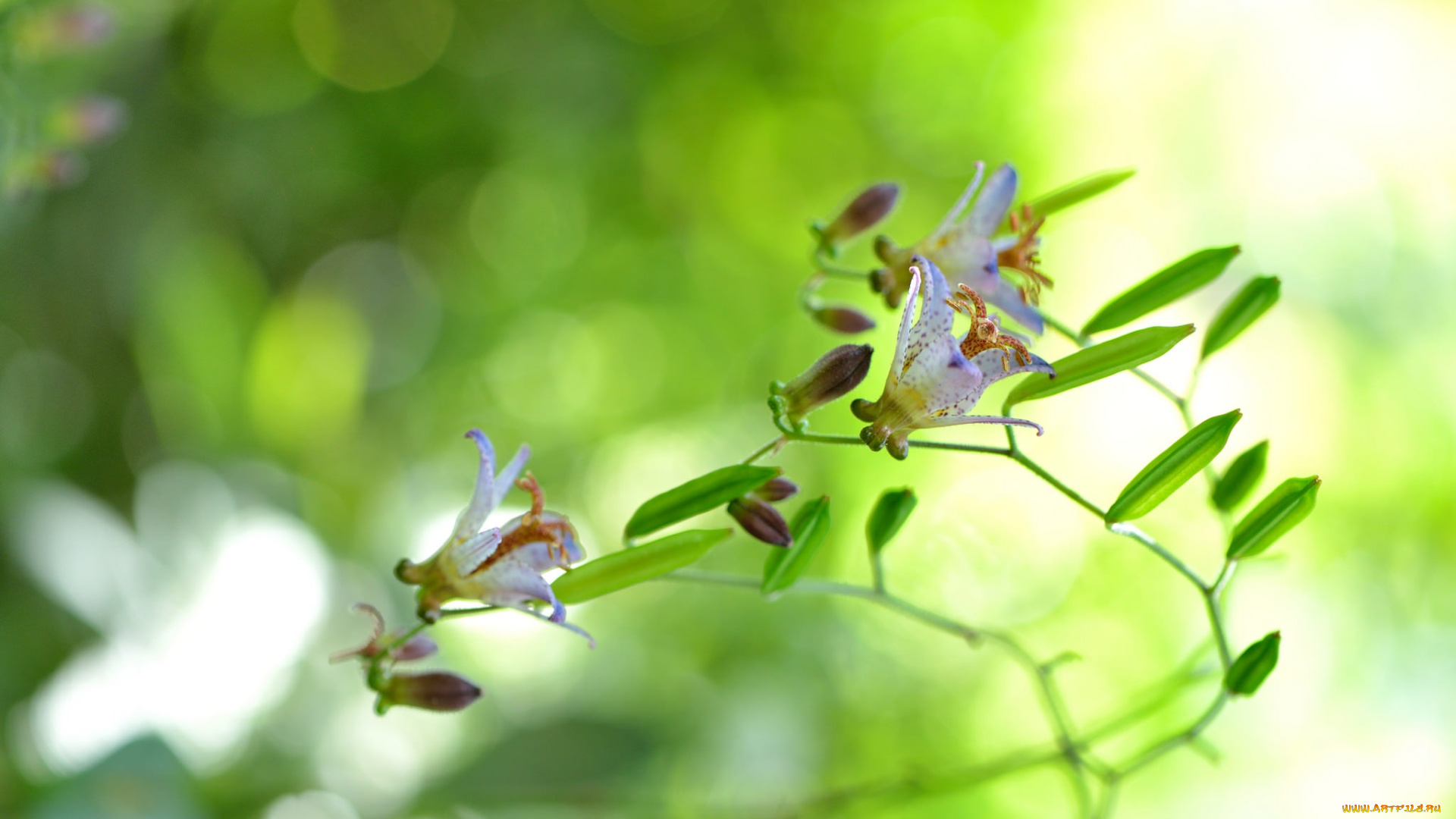 цветы, фон, макро