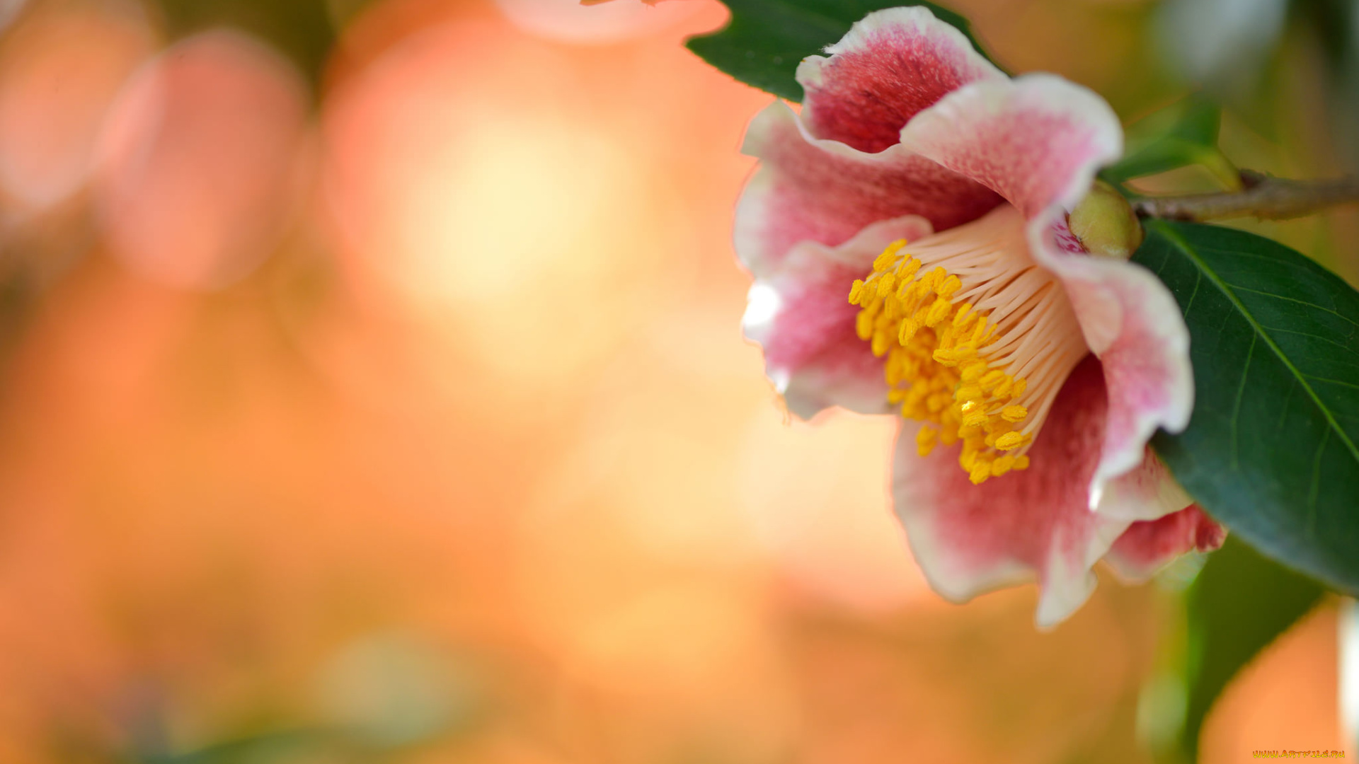 цветы, камелии, камелия