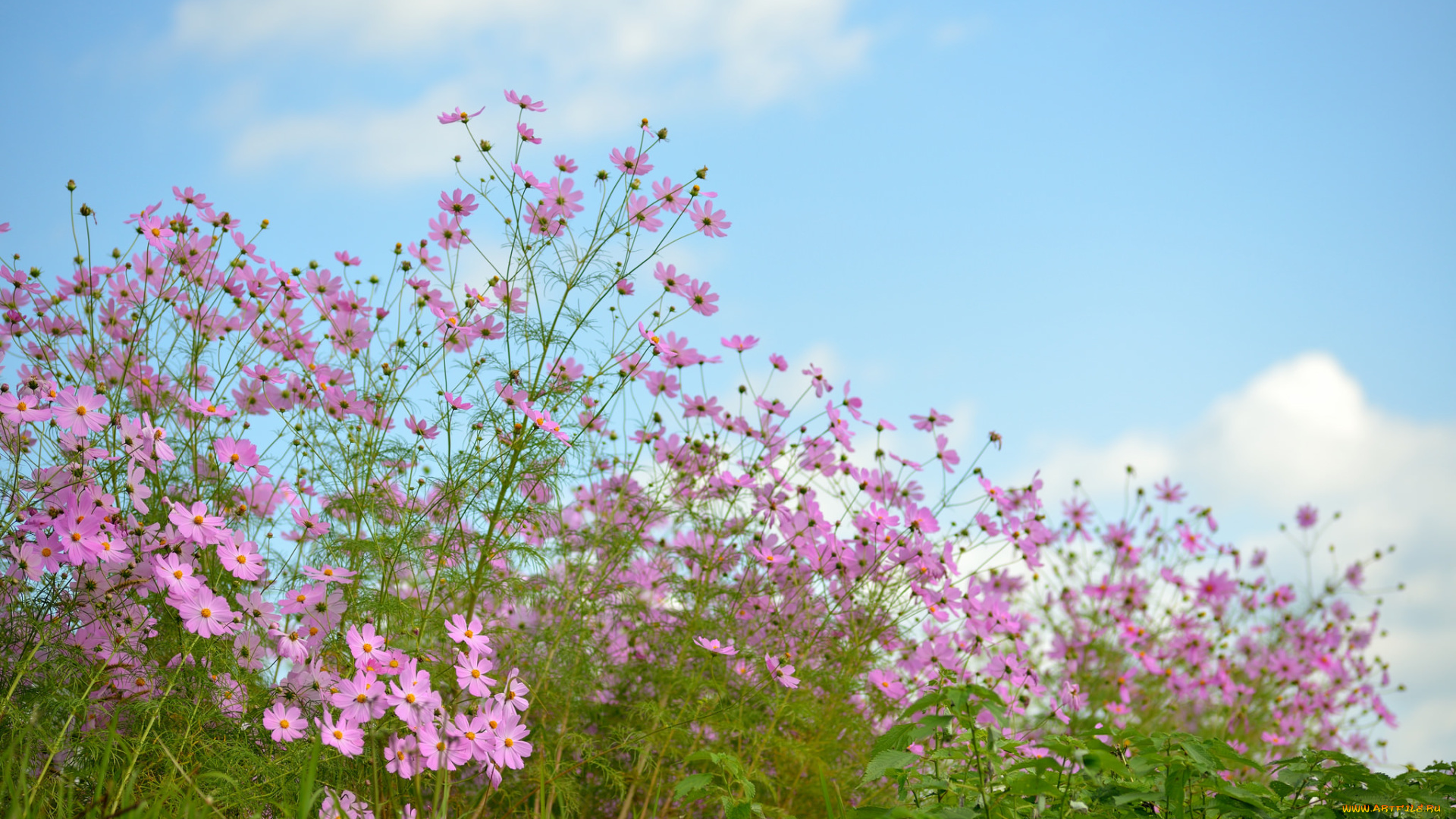 цветы, космея, розовые, небо
