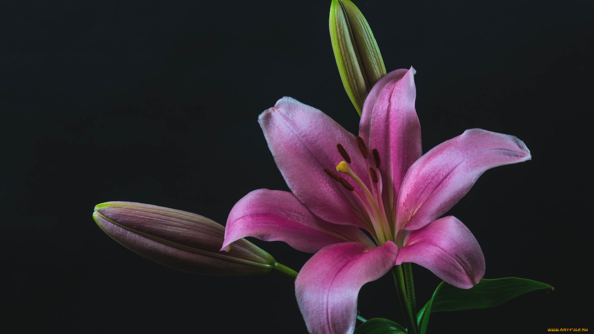 цветы, лилии, , лилейники, розовая, лилия, макро, бутоны