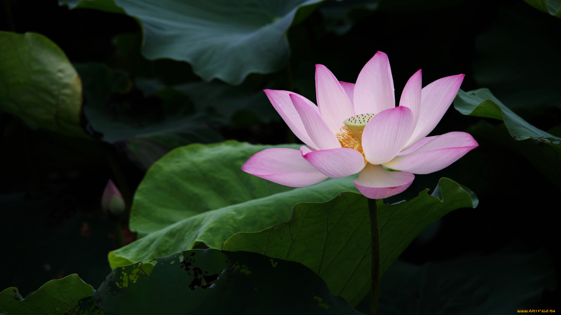 цветы, лотосы, лепестки