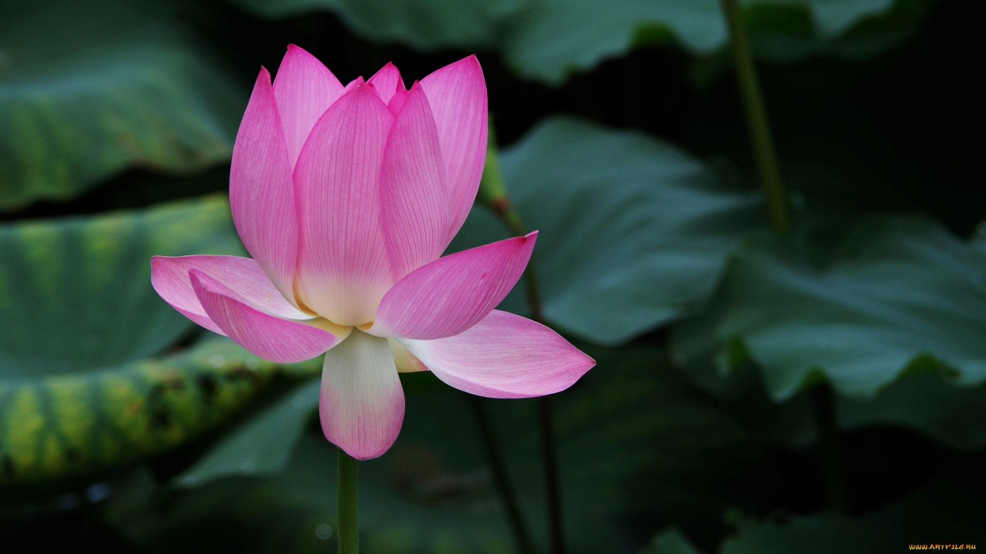 цветы, лотосы, лепестки