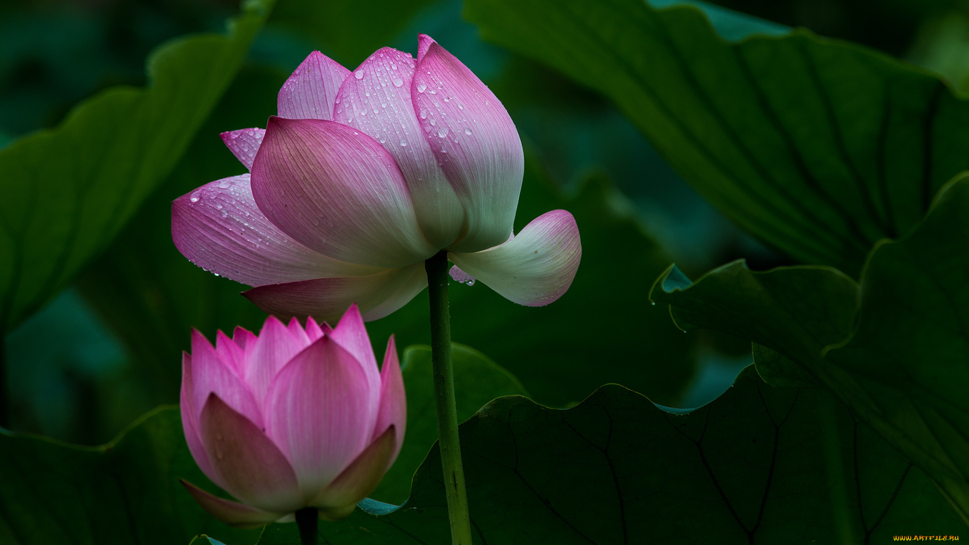 цветы, лотосы, лепестки