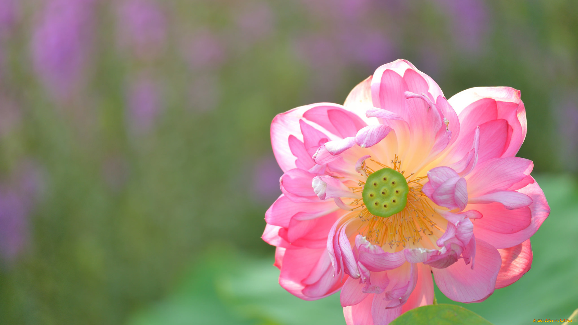 цветы, лотосы, макро, лепестки, лотос, природа