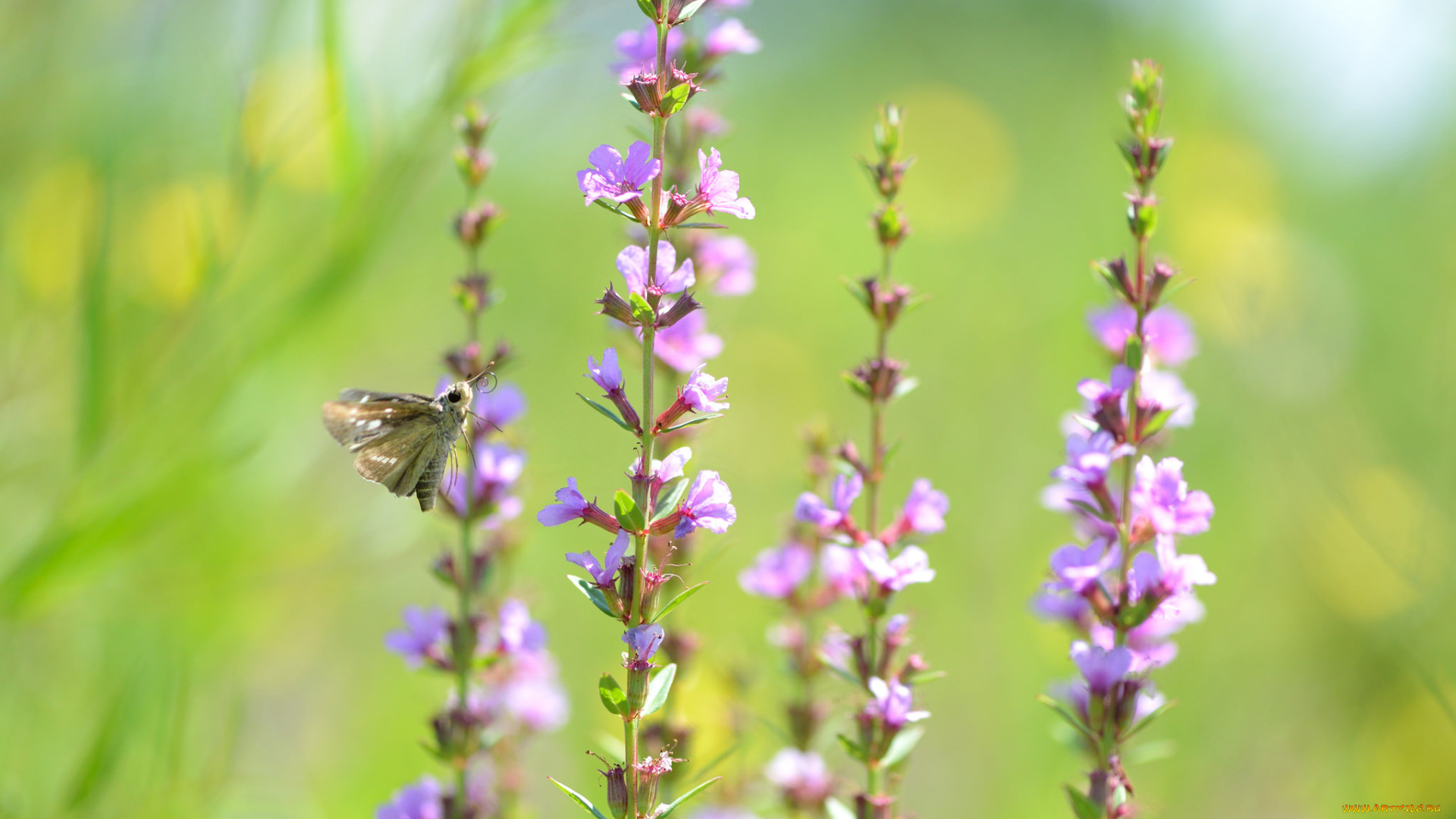 цветы, луговые, , полевые, , цветы, макро, фон