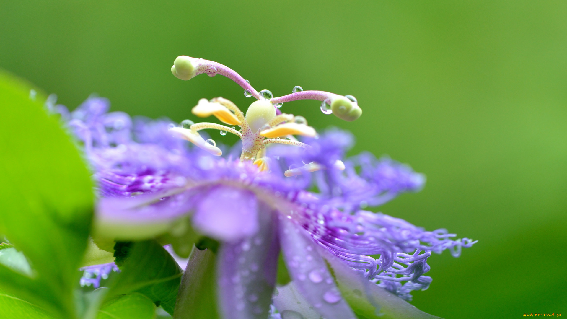 цветы, пассифлора