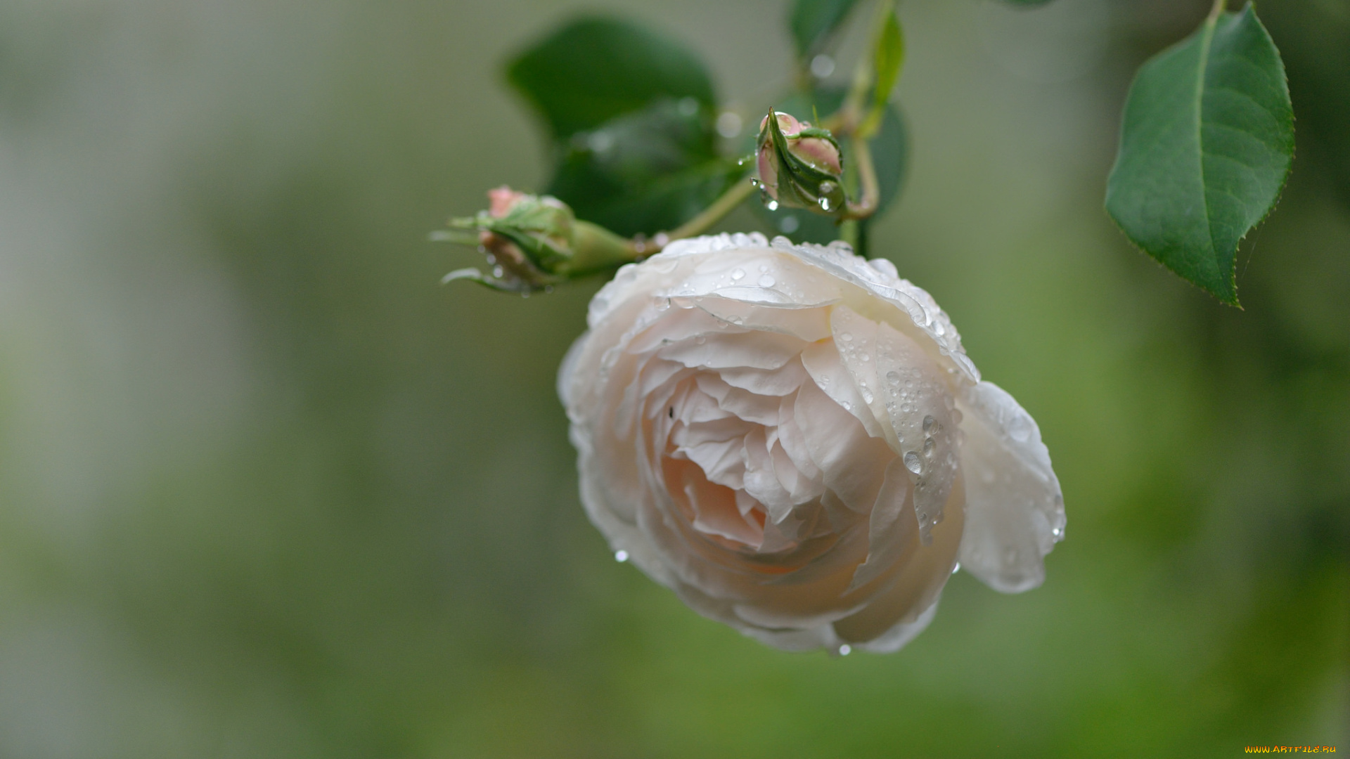 цветы, розы, бутон, листья, роза