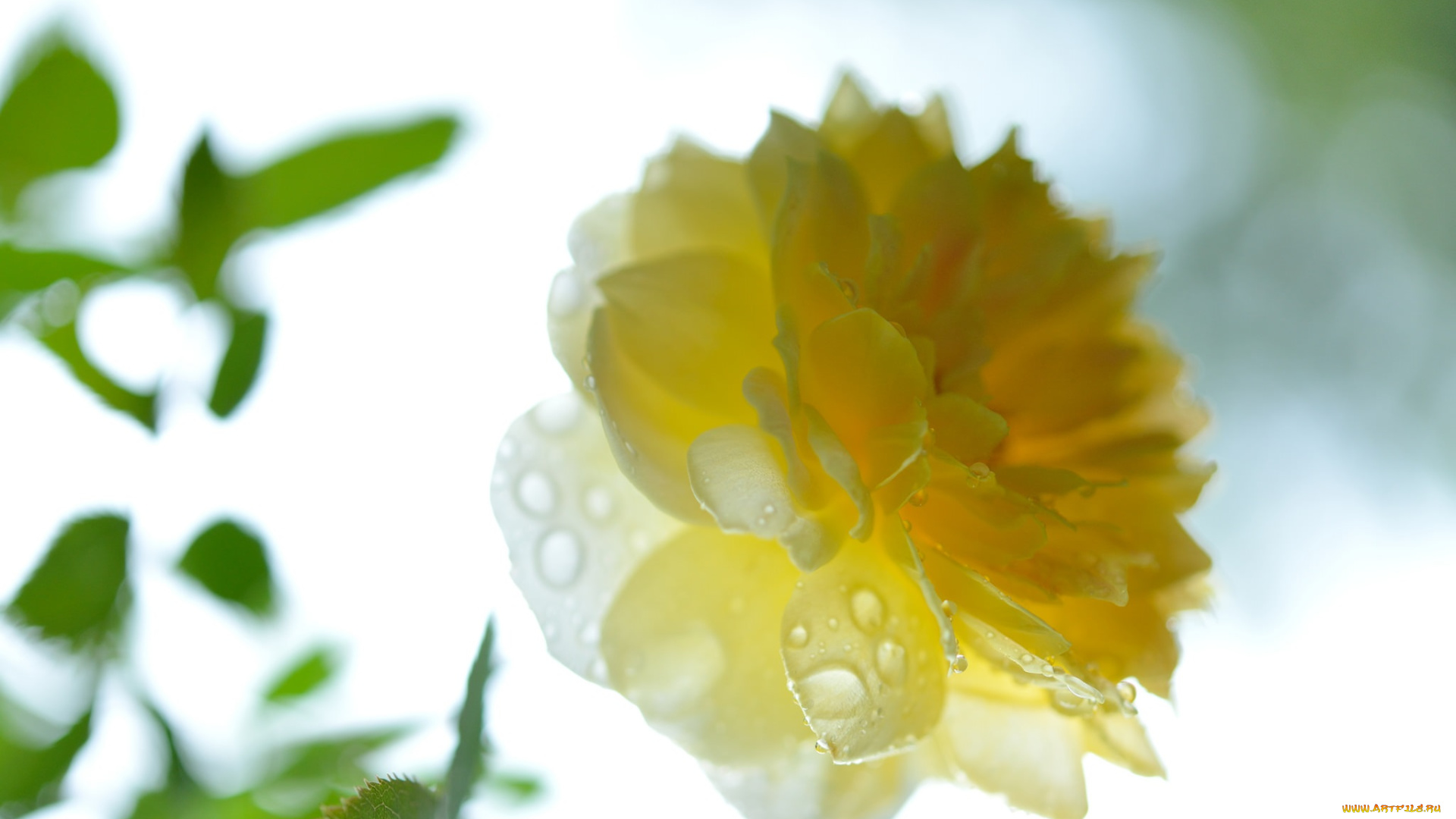 цветы, розы, роза, капли, жёлтая