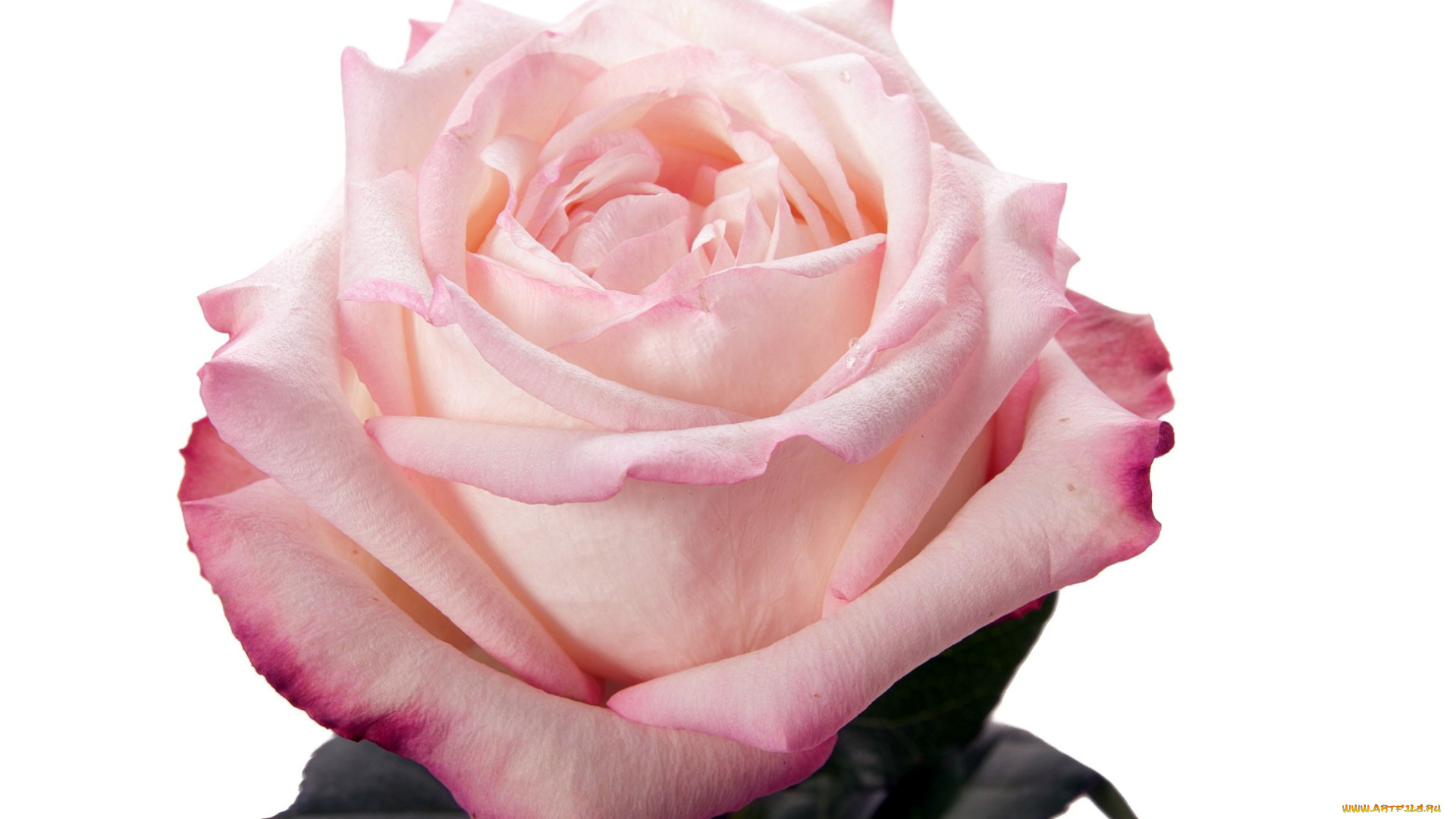 цветы, розы, розовый