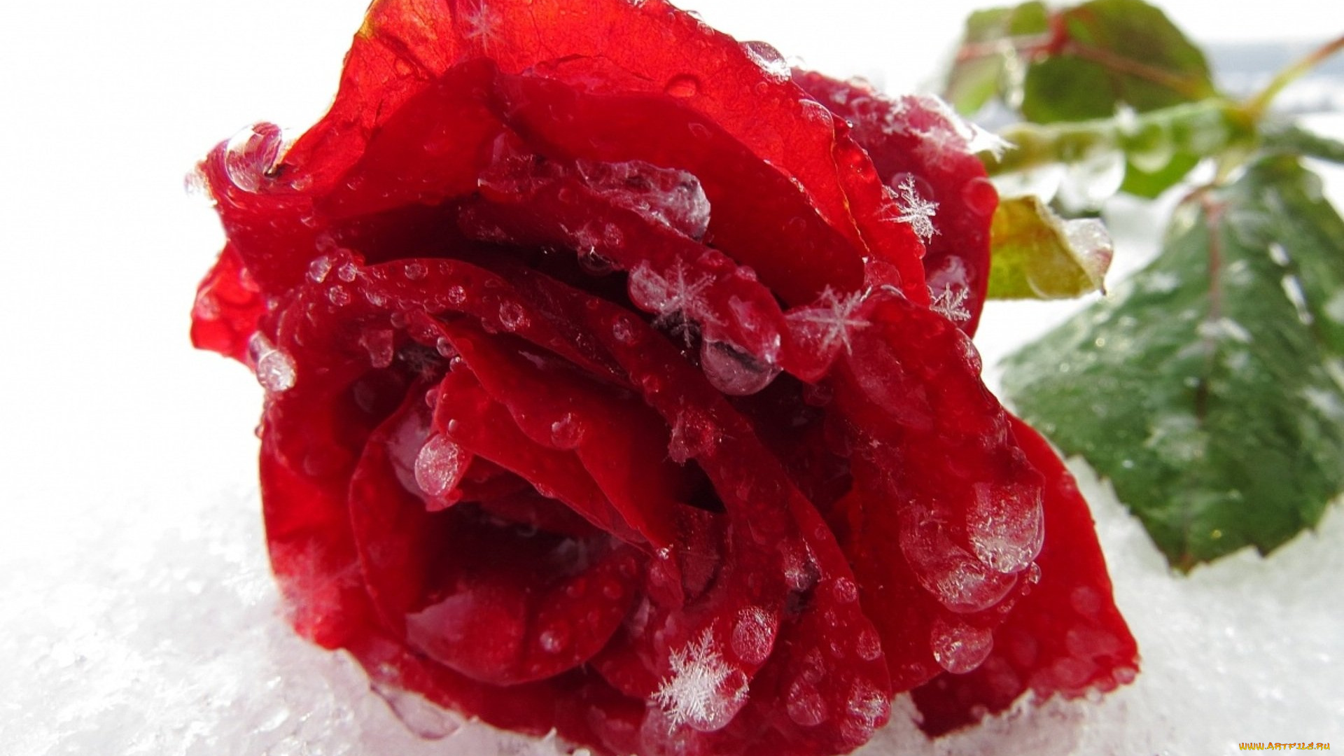 цветы, розы, снег, алый