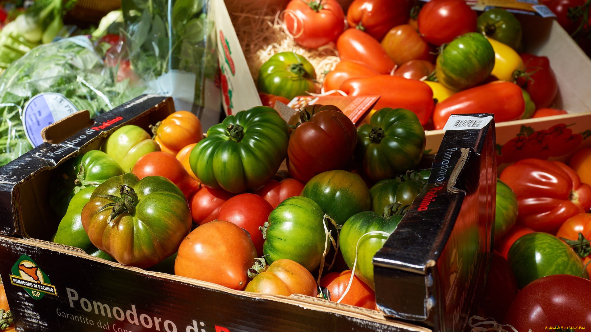 еда, помидоры, урожай