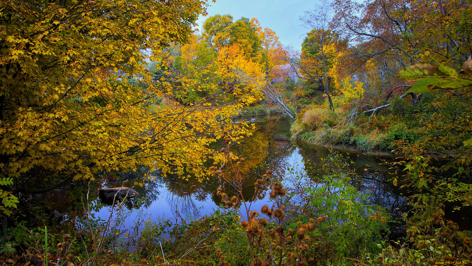 природа, реки, озера, река, лес