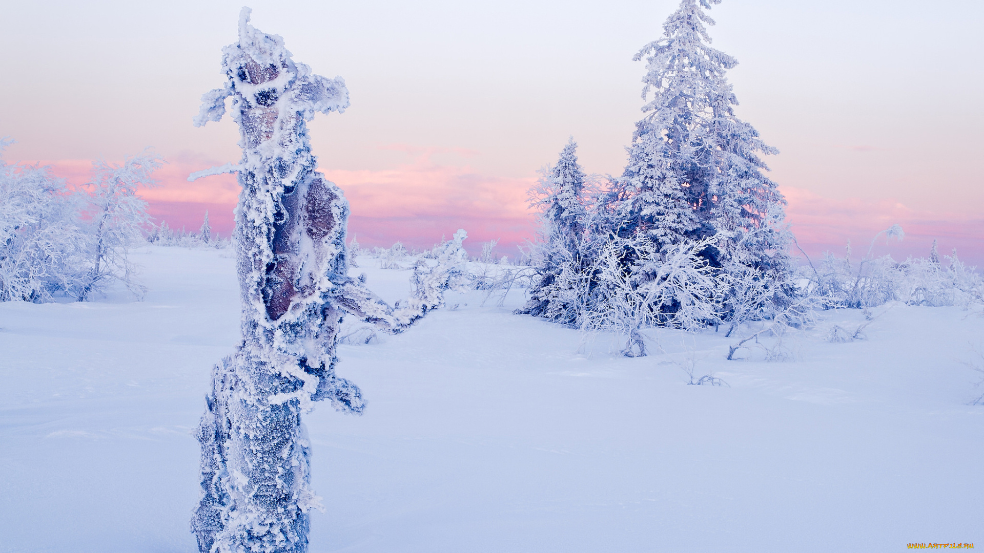 природа, зима, ель, снег, деревья, облака, небо