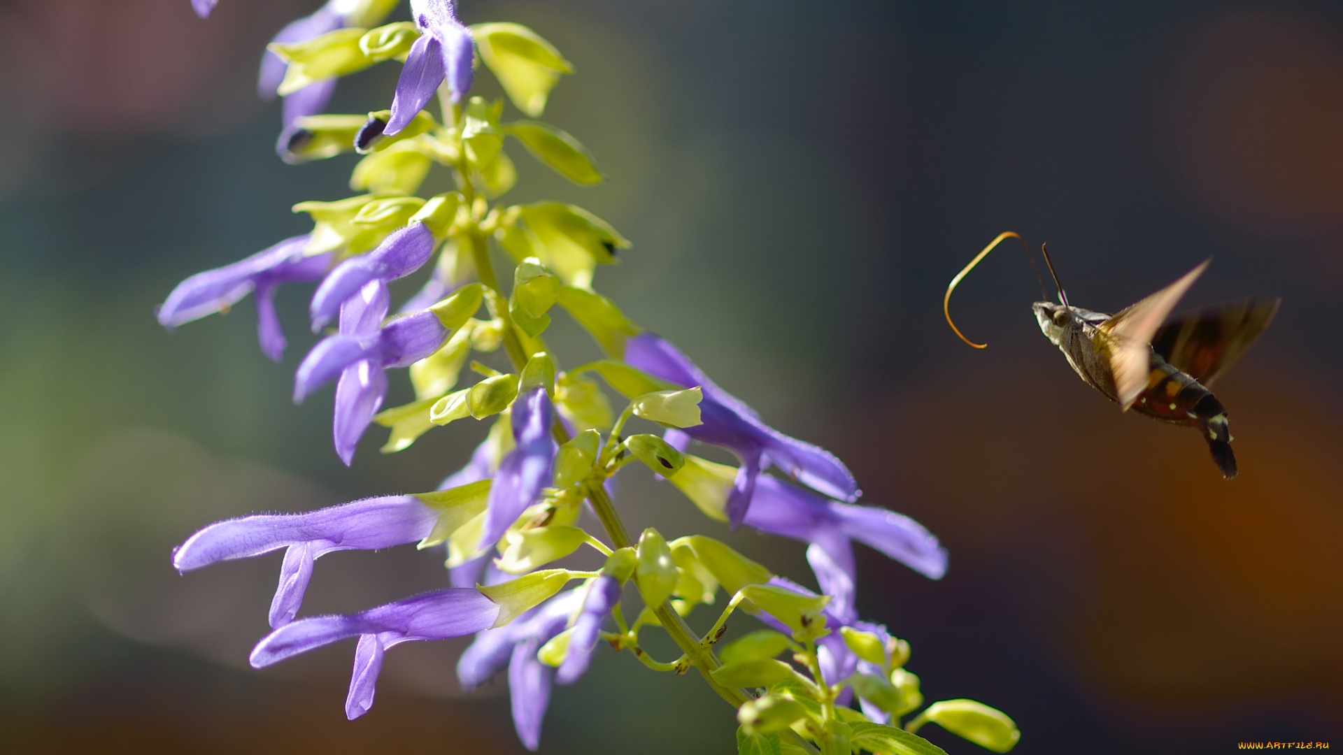 животные, бабочки, , мотыльки, , моли, бабочка, фон, цветы