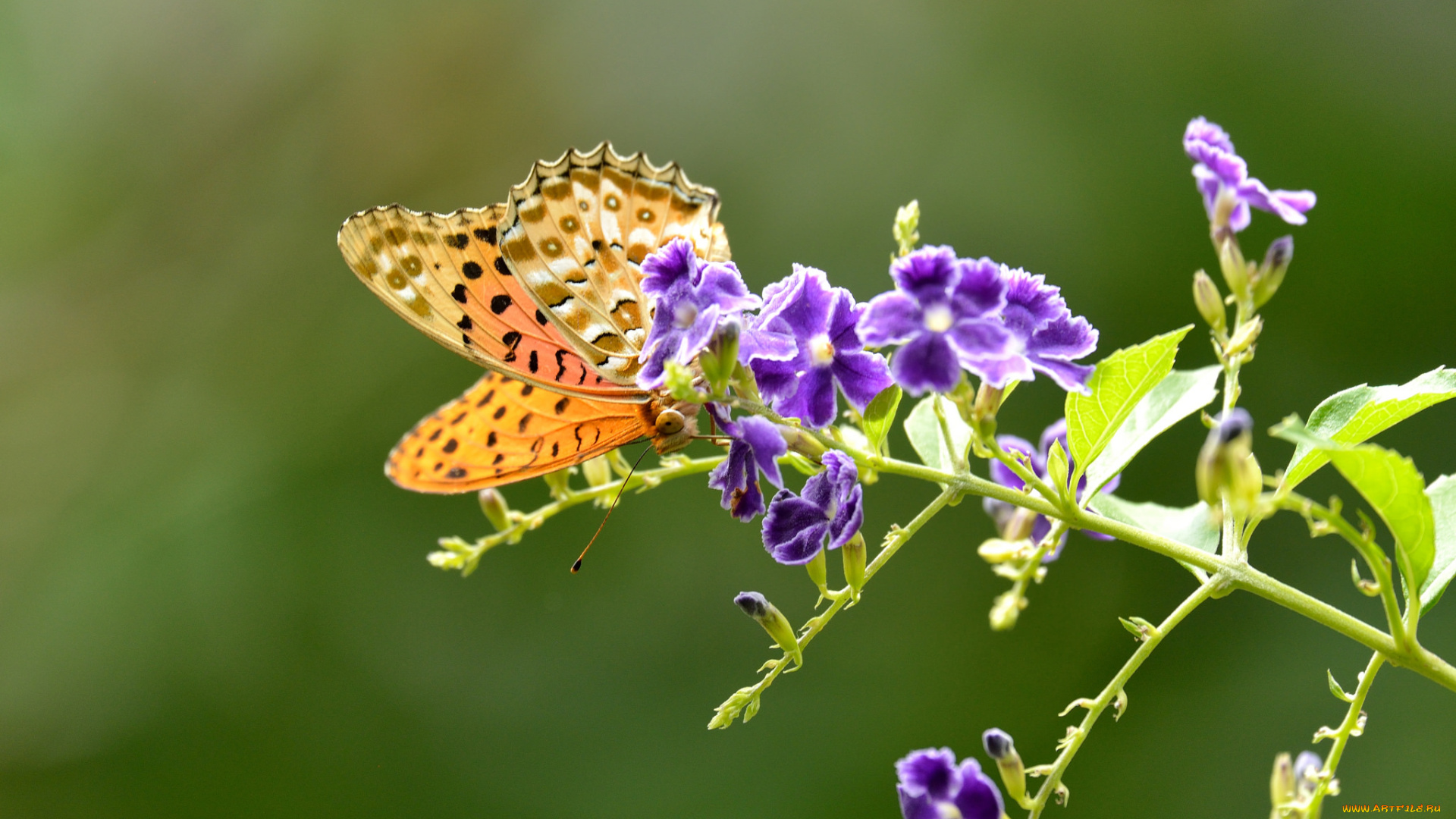 животные, бабочки, , мотыльки, , моли, бабочка, цветы