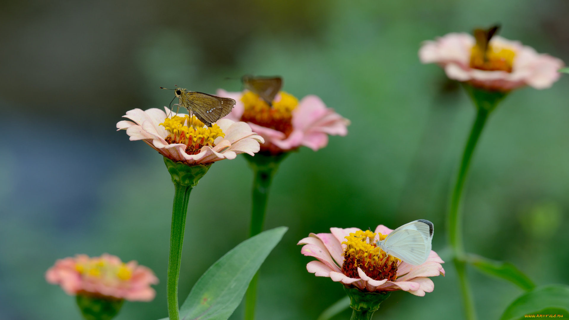 животные, бабочки, , мотыльки, , моли, цинния