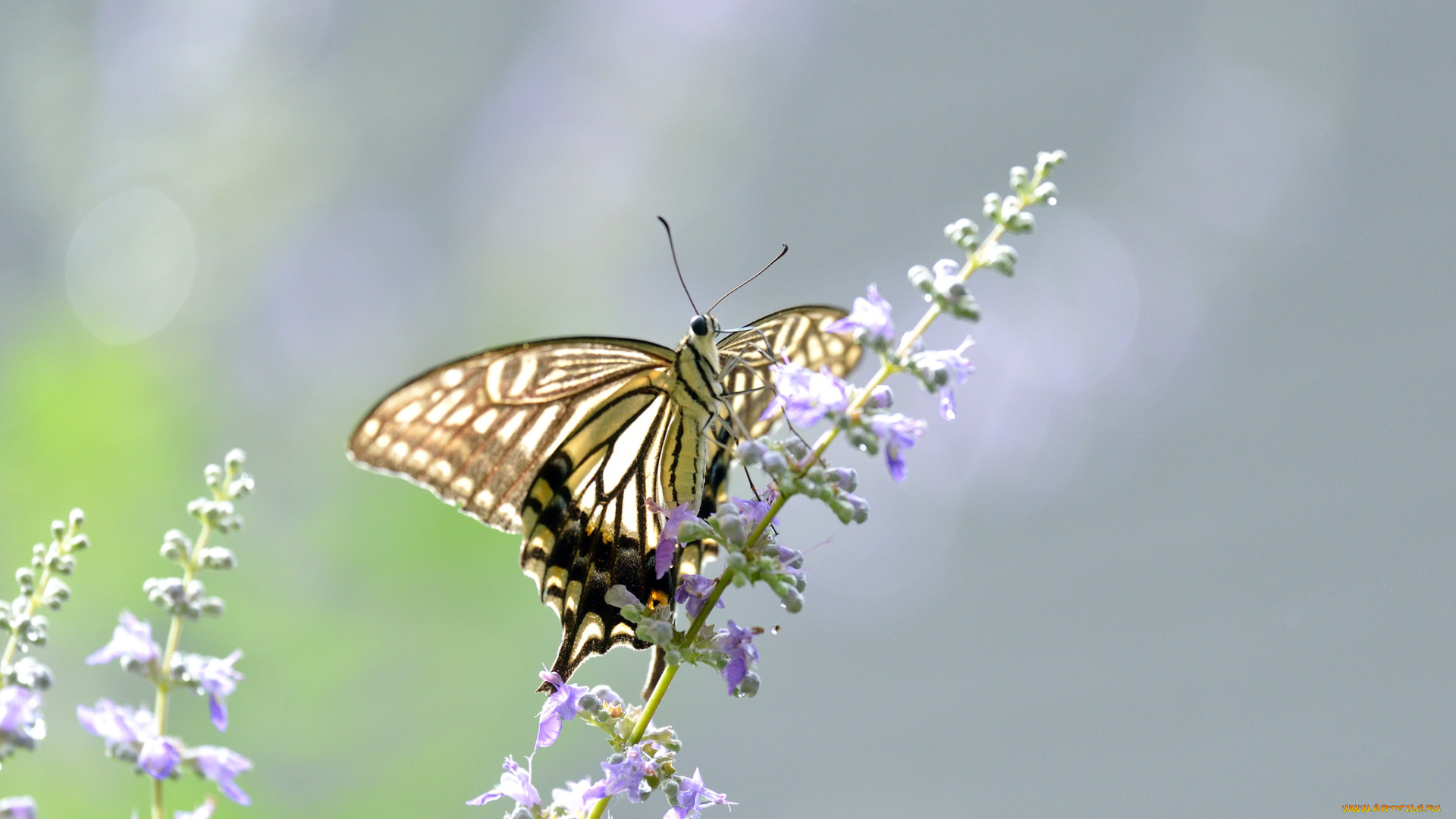животные, бабочки, , мотыльки, , моли, цветы, бабочка, фон