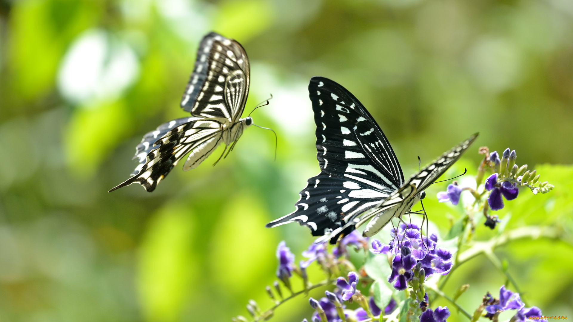 животные, бабочки, , мотыльки, , моли, цветы, фон