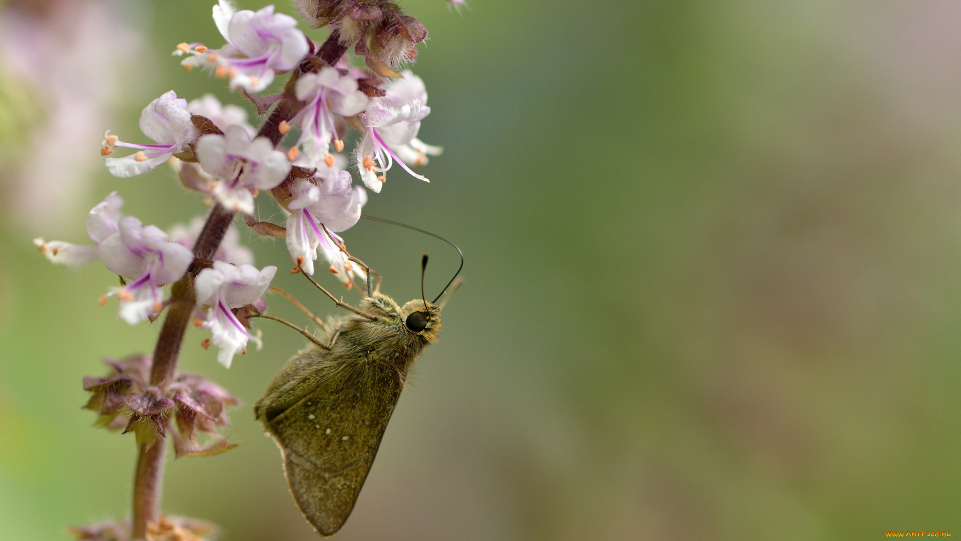 животные, бабочки, , мотыльки, , моли, фон, бабочка, цветы
