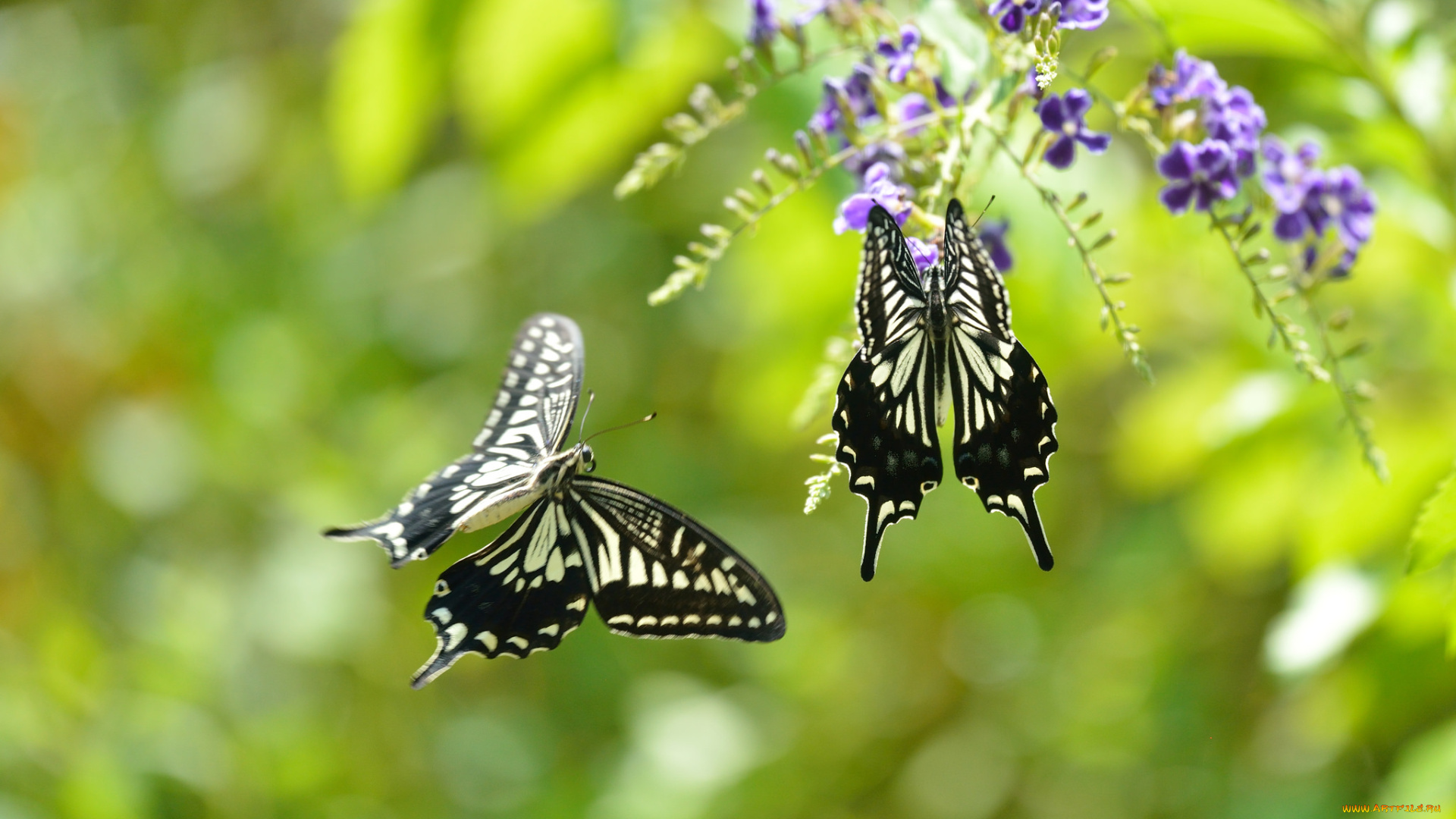 животные, бабочки, , мотыльки, , моли, фон, цветы