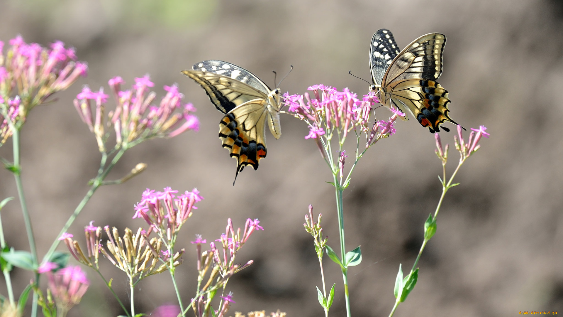 животные, бабочки, , мотыльки, , моли, фон, цветы