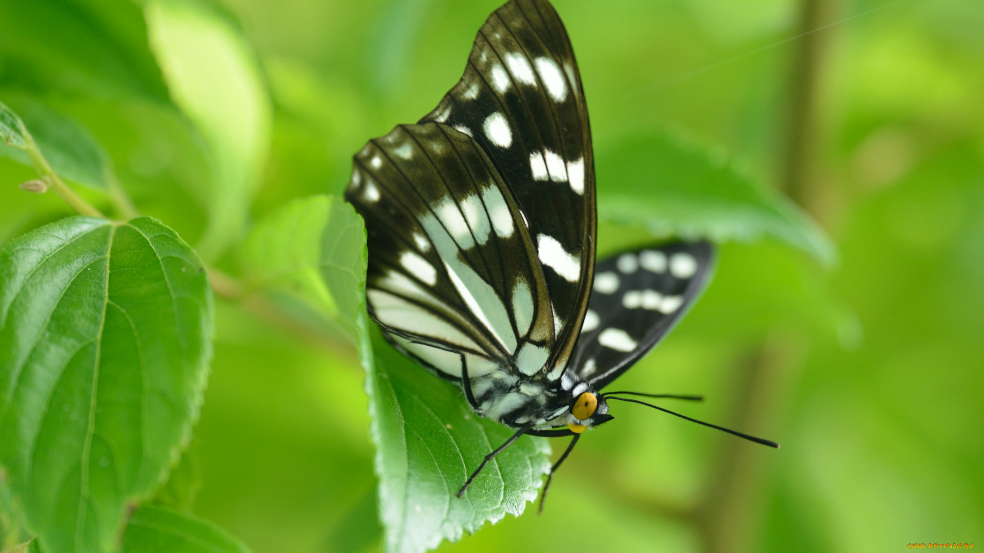 животные, бабочки, , мотыльки, , моли, фон, травинка, макро, крылья, бабочка, насекомое, усики