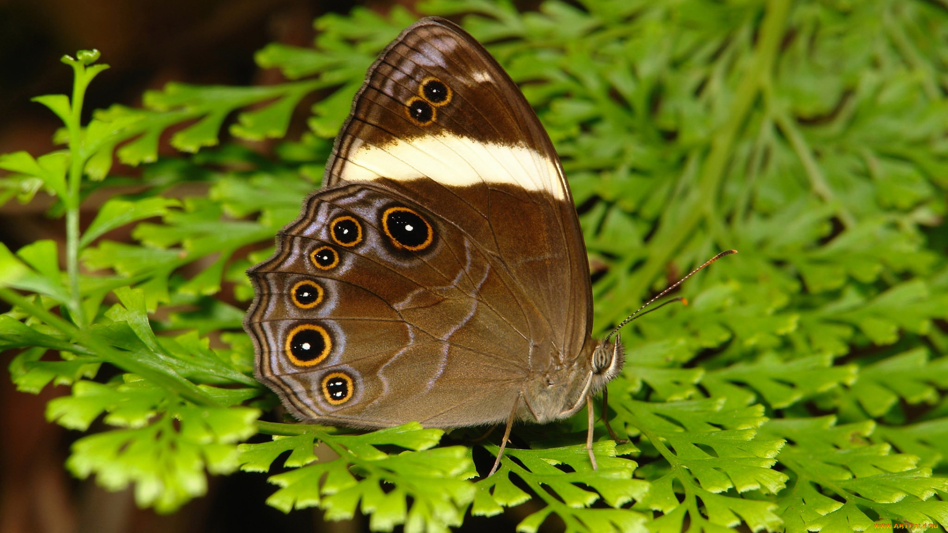 животные, бабочки, , мотыльки, , моли, крылья, бабочка, усики, макро