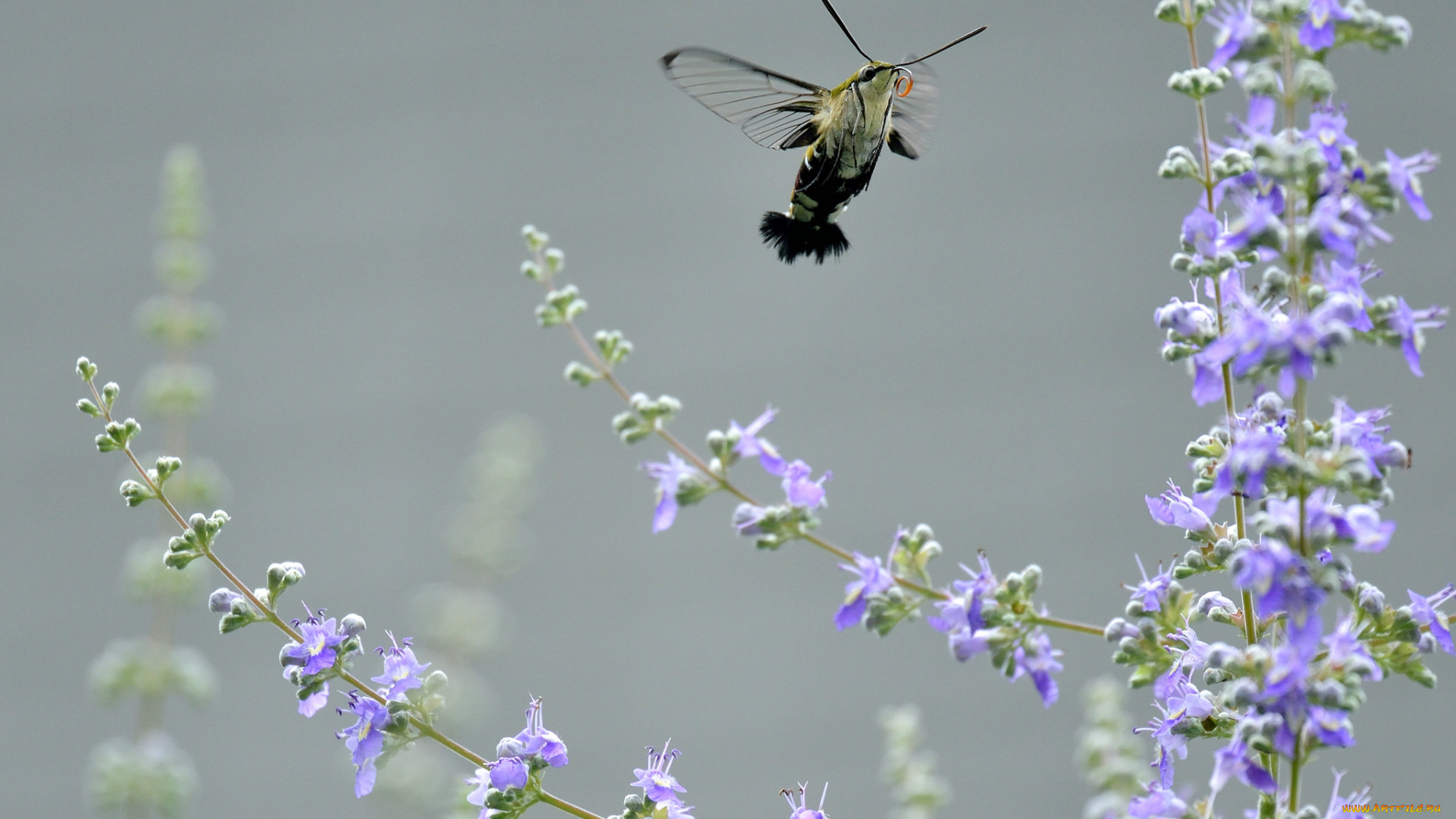 животные, бабочки, , мотыльки, , моли, мотылёк, цветы