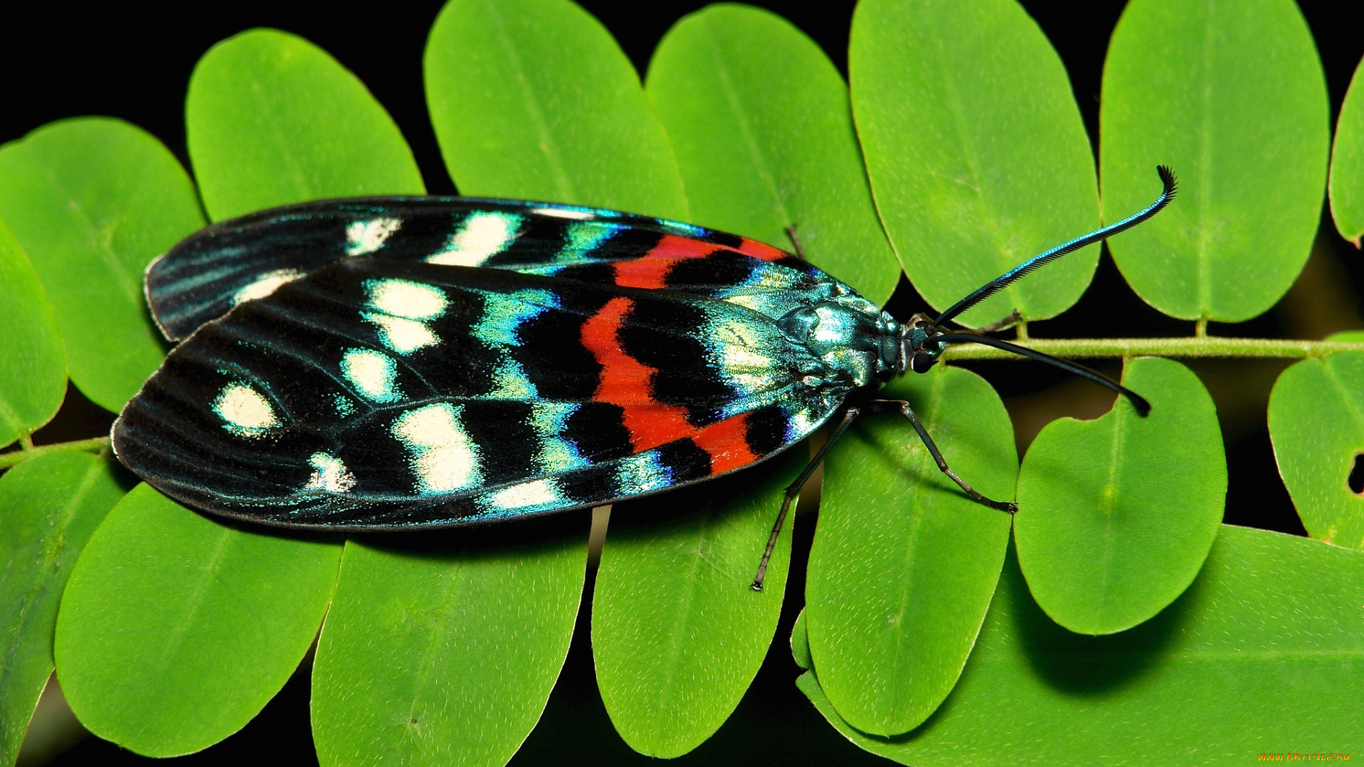 животные, бабочки, , мотыльки, , моли, травинка, макро, усики, крылья, бабочка, фон, насекомое