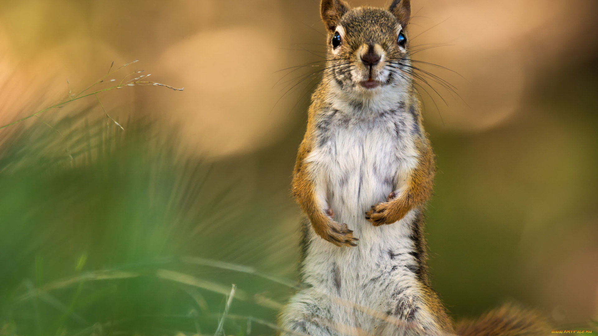 животные, белки, стойка, белка