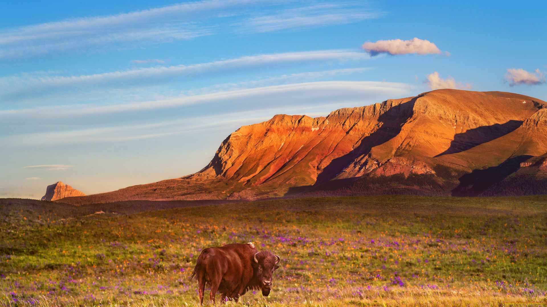 животные, коровы, , буйволы, пейзаж, бык