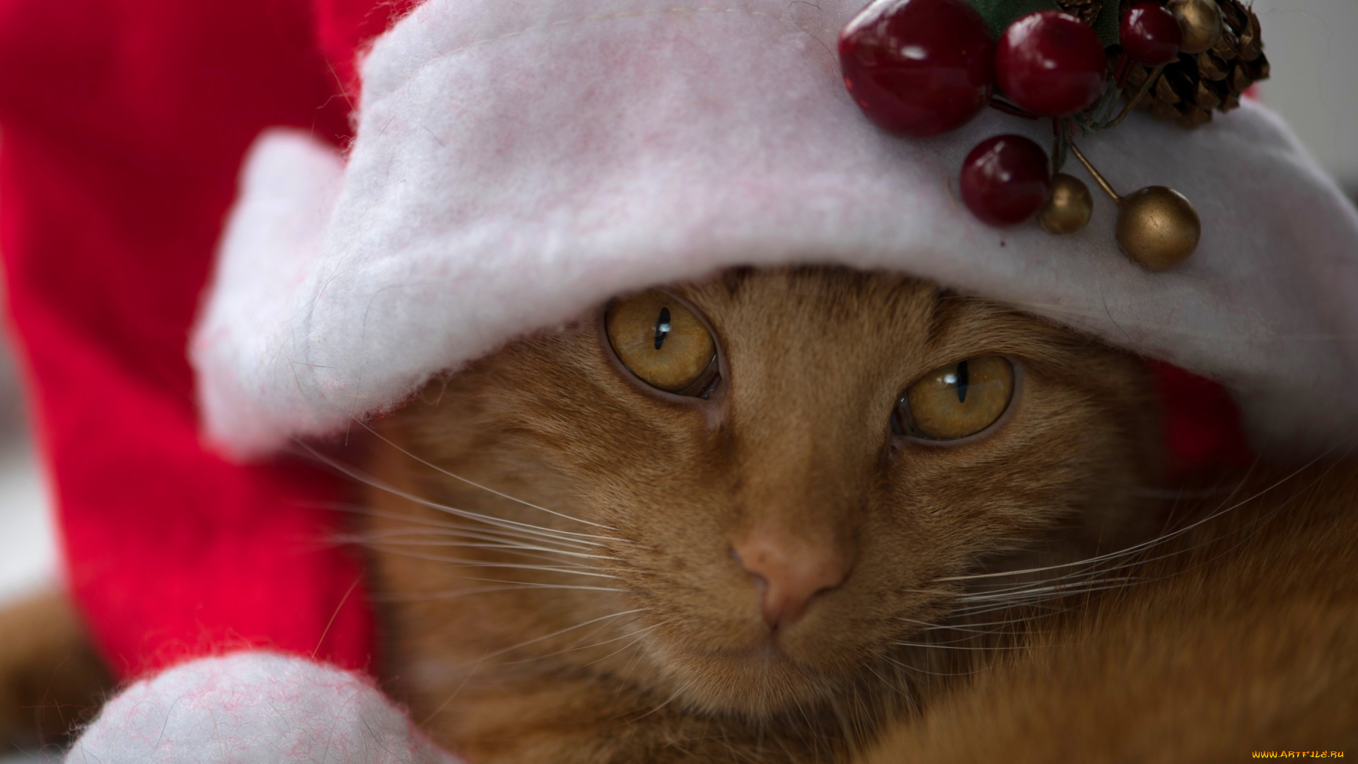 животные, коты, мордочка, рыжий, кот, взгляд, колпак