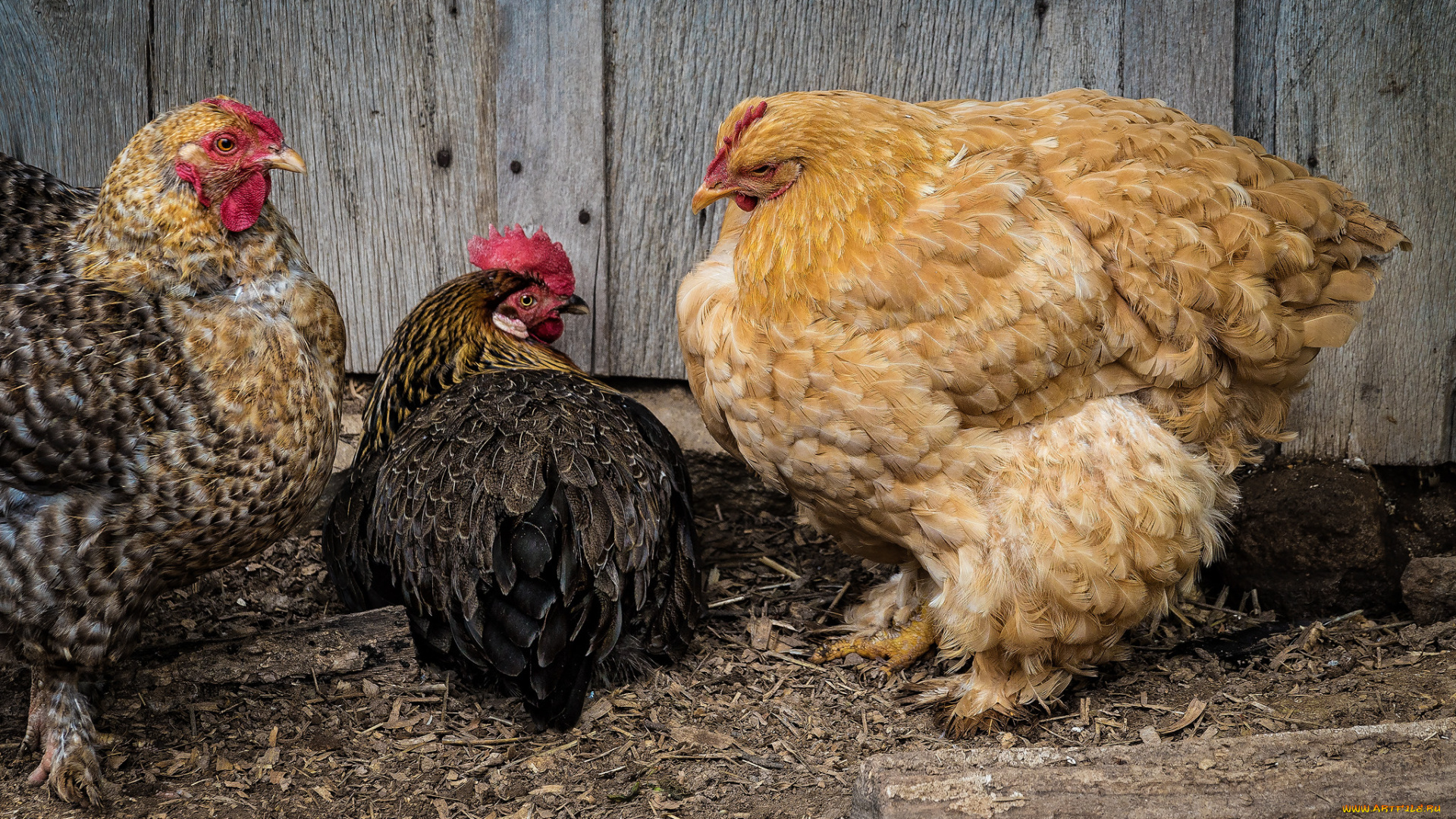 животные, куры, , петухи, курочки