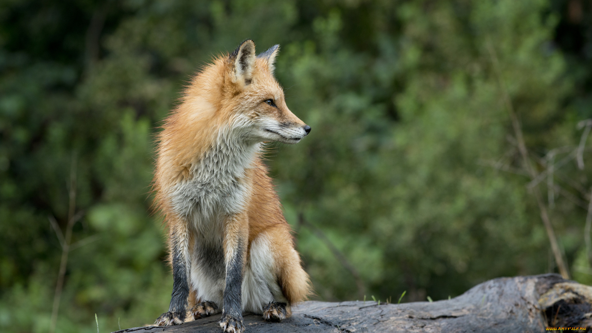 животные, лисы, лисичка