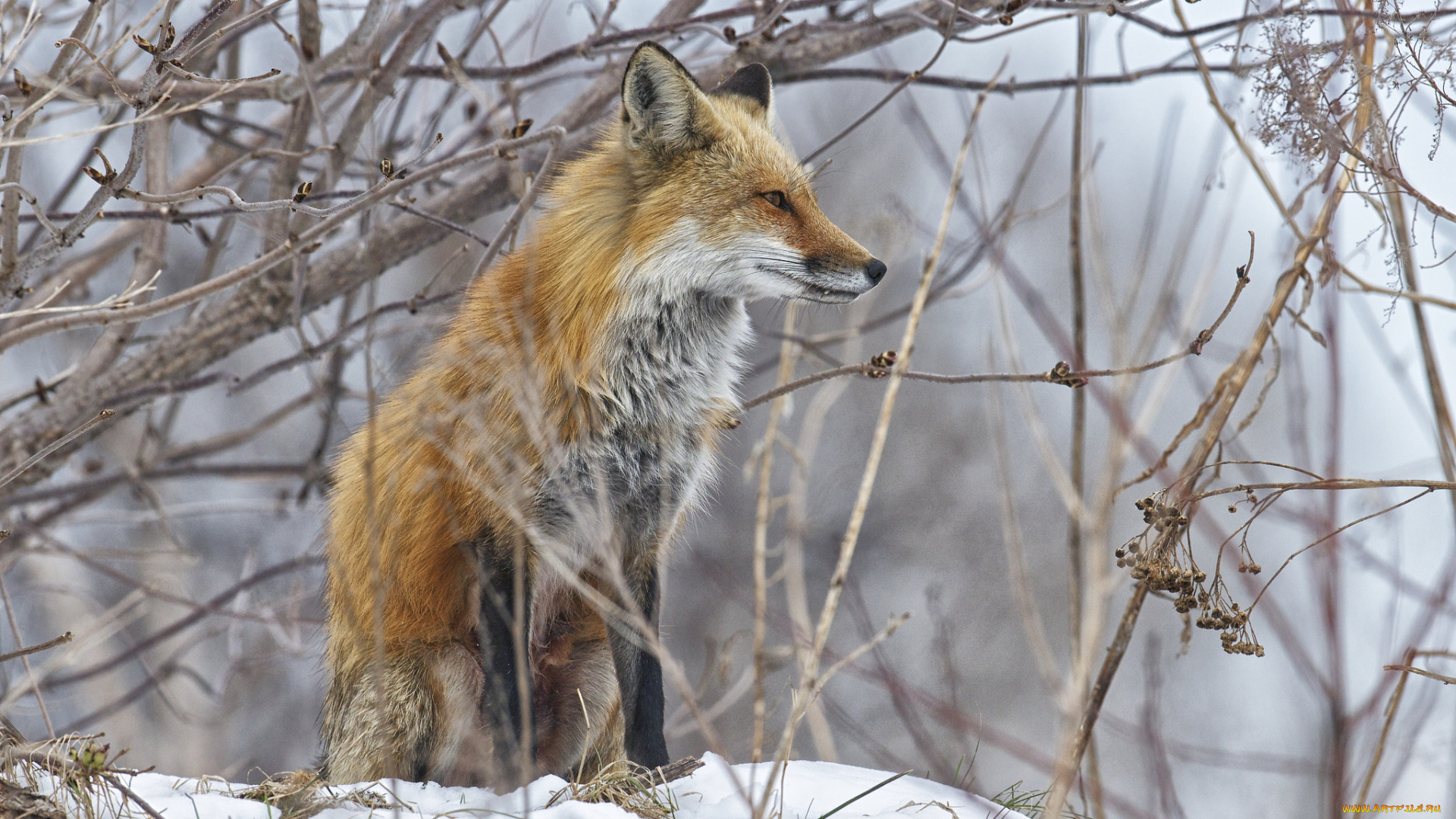 животные, лисы, лисичка