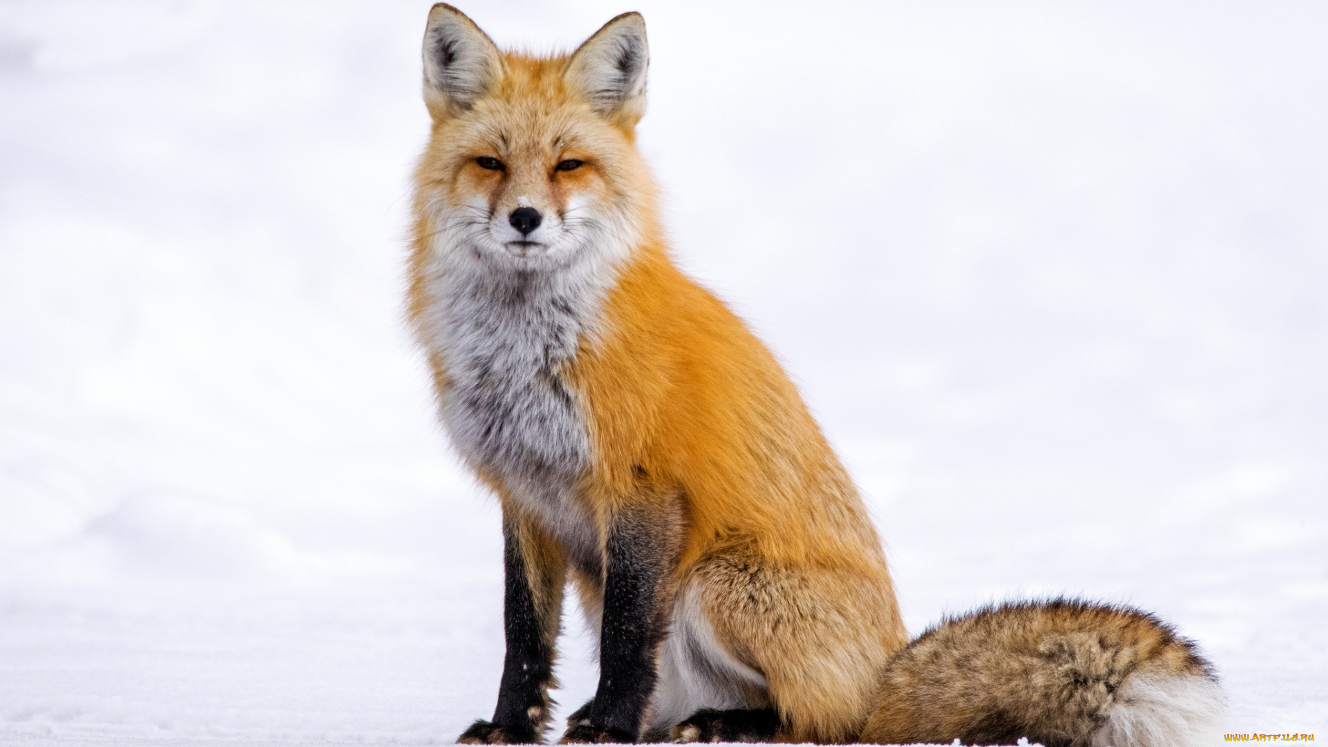 животные, лисы, лисичка