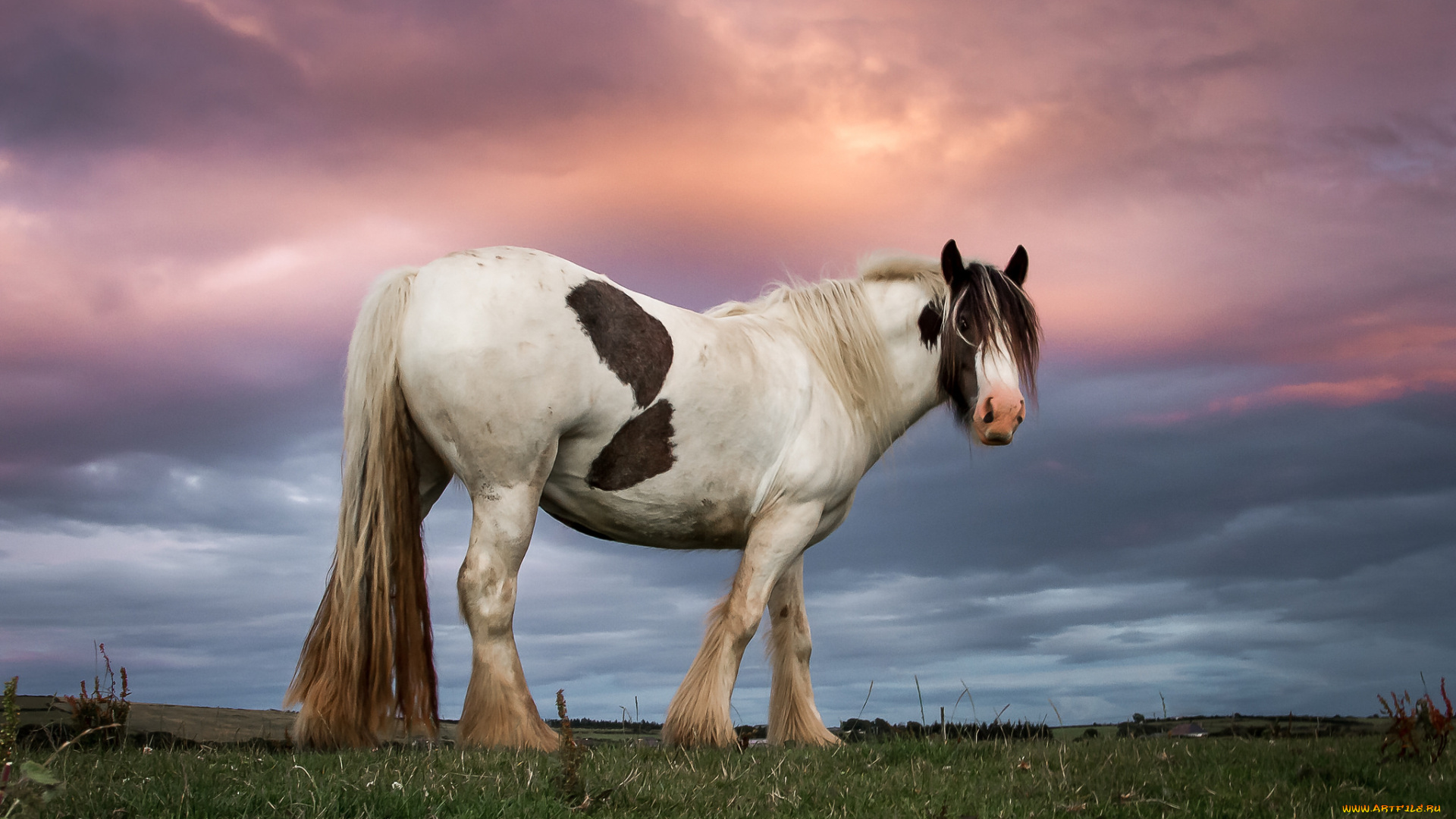 животные, лошади, лошадка