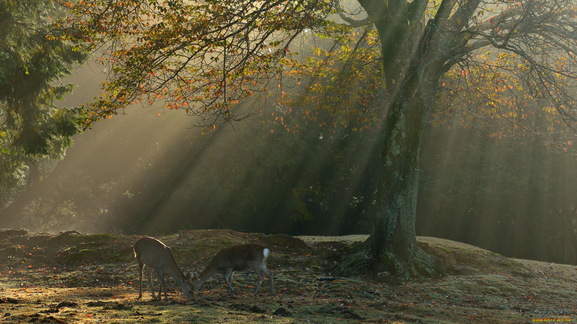 животные, олени, лучи, лес, утро