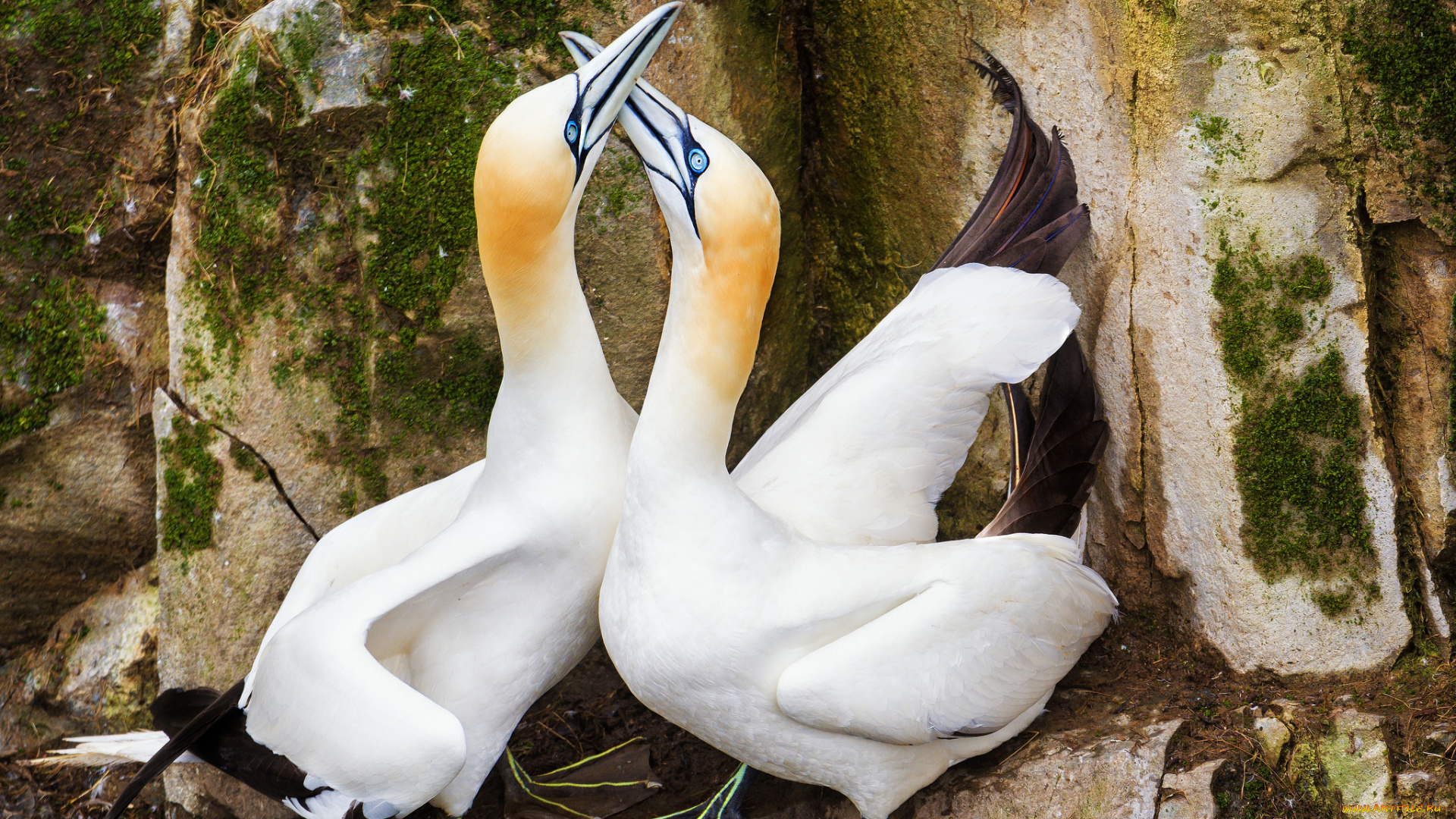 животные, олуши, птицы, пара