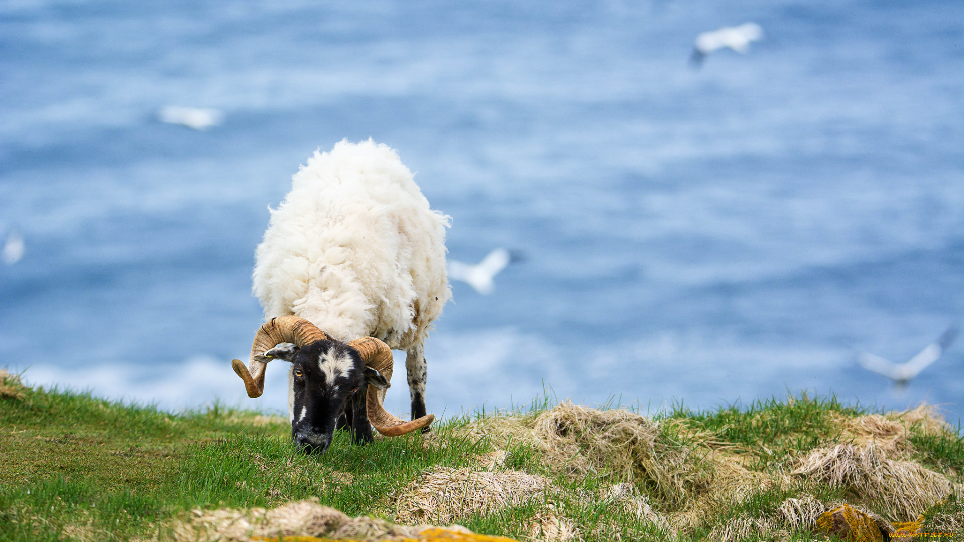 животные, овцы, , бараны, баран