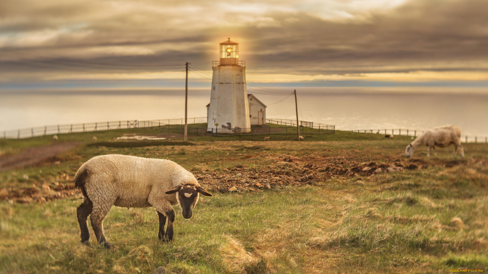 животные, овцы, , бараны, маяк, овца