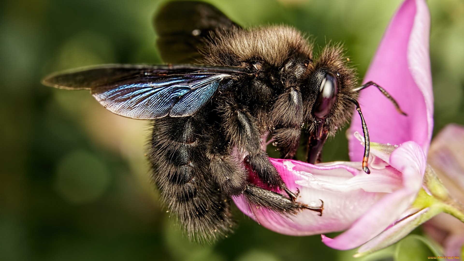 животные, пчелы, , осы, , шмели, цветок, насекомое