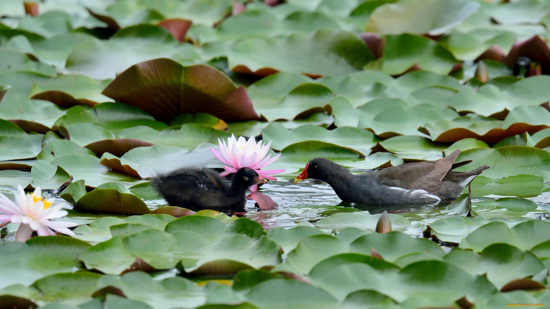 животные, питты, озеро, птицы, листья