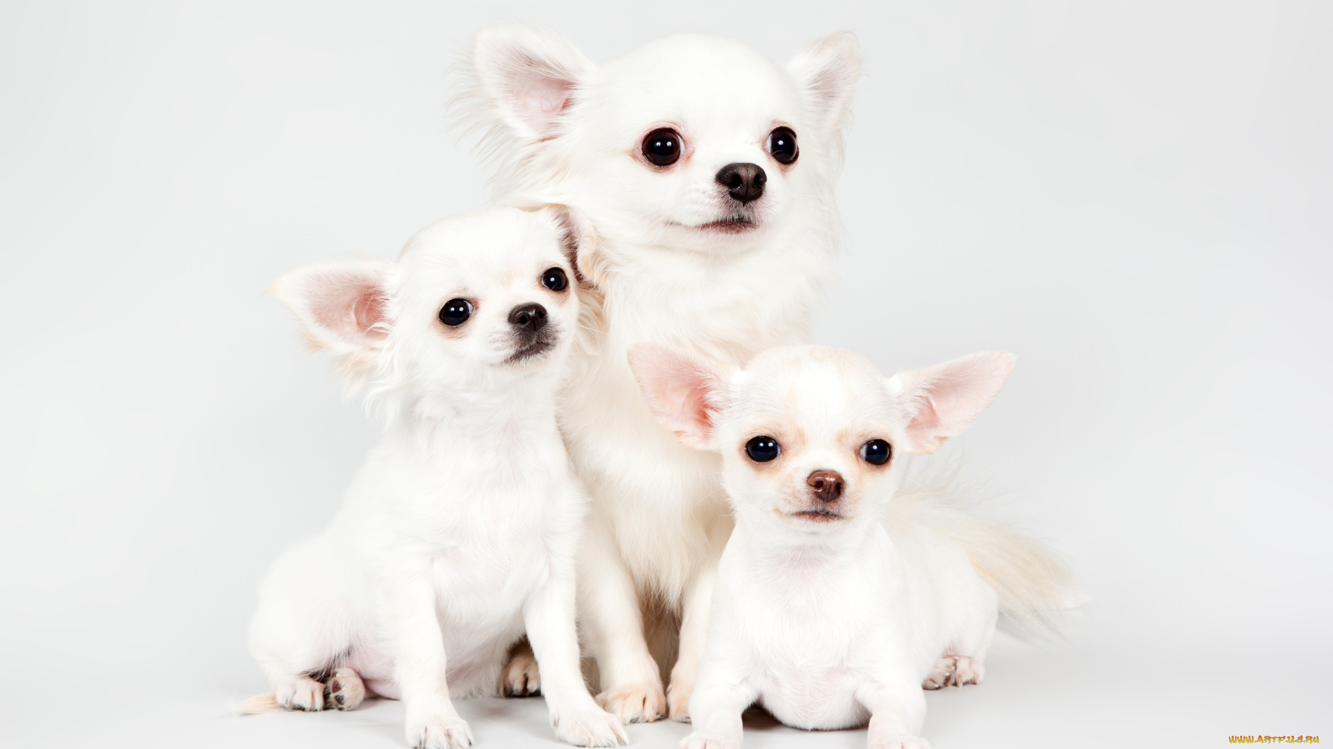 животные, собаки, чихуахуа, щенки, милые, трио