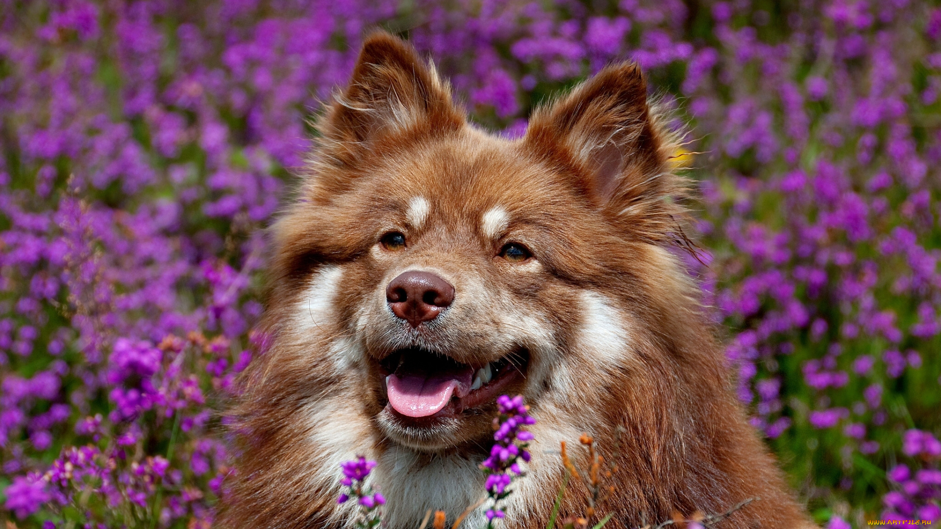животные, собаки, финский, лаппхунд, морда, цветы, собака
