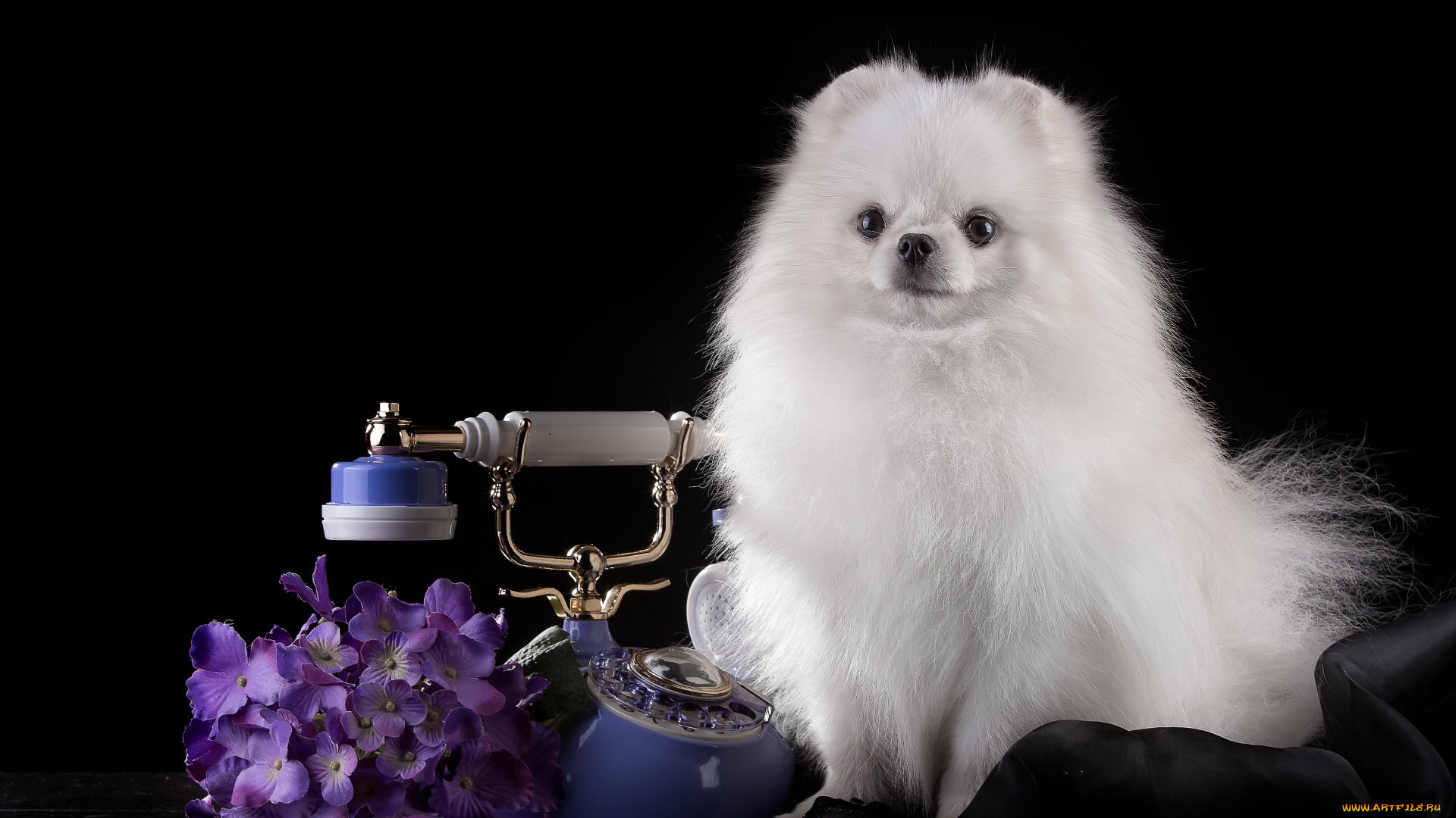 животные, собаки, гортензия, телефон, красавец, шпиц, белый