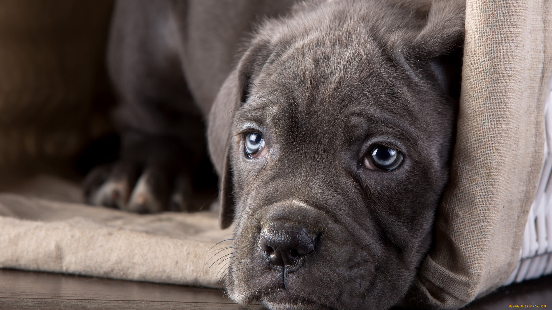 животные, собаки, кане-корсо, щенок, морда, взгляд