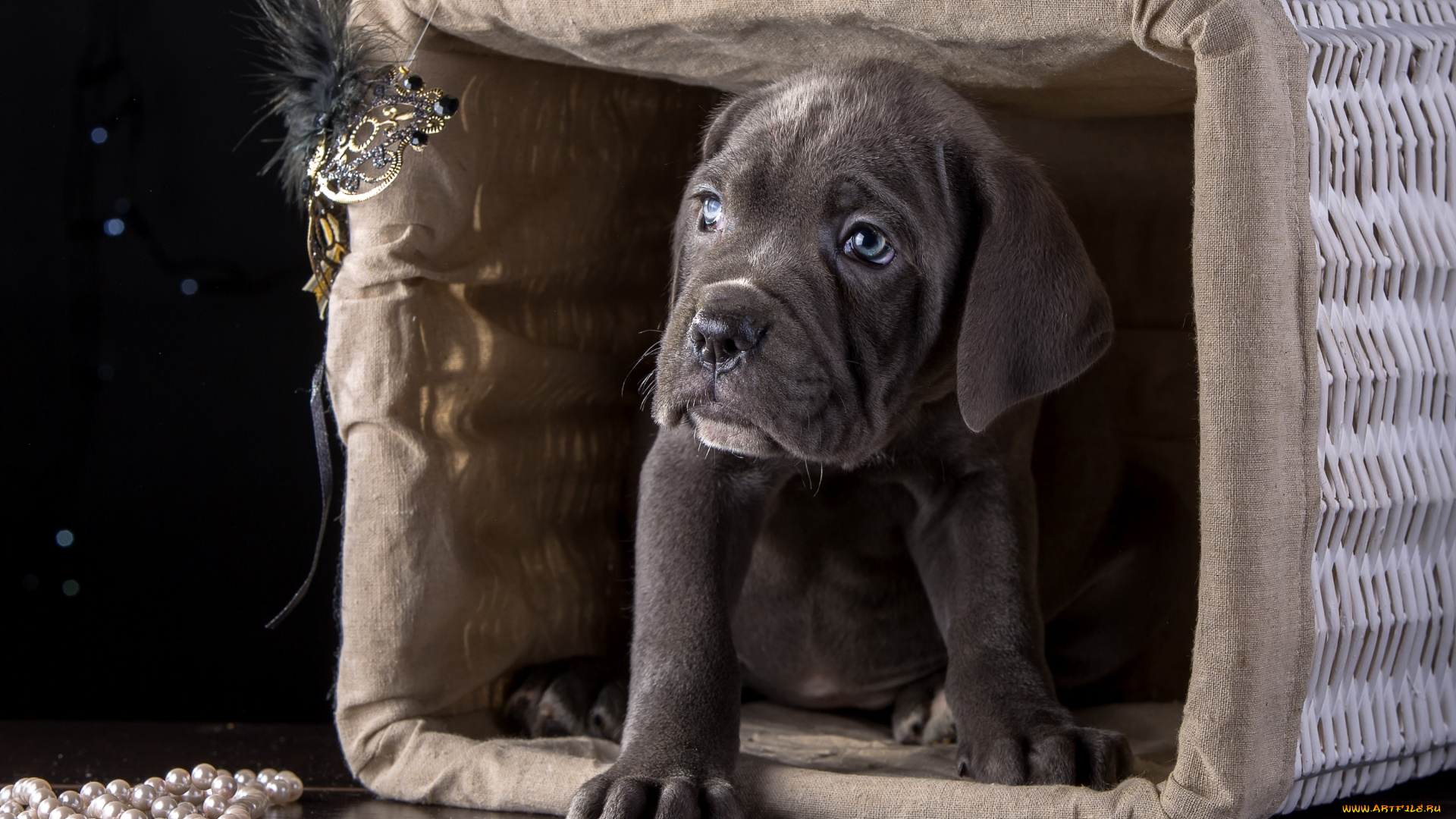 животные, собаки, щенок, кане-корсо, порода, корзина